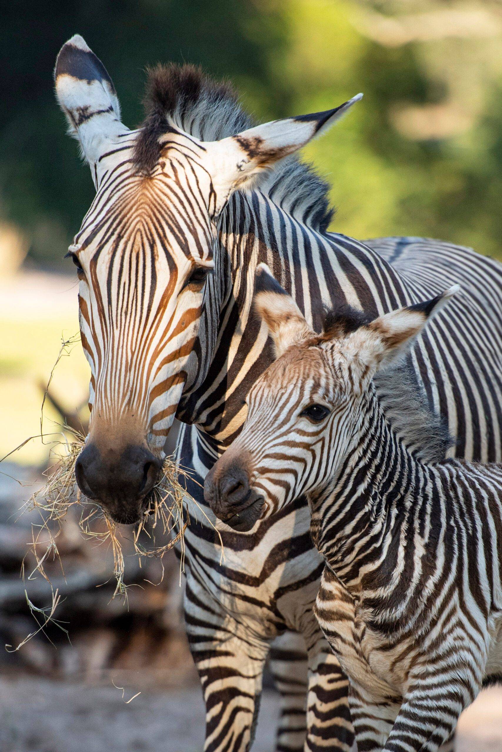 Dash the Baby Zebra at Kilimanjaro Safaris Disney's Animal Kingdom