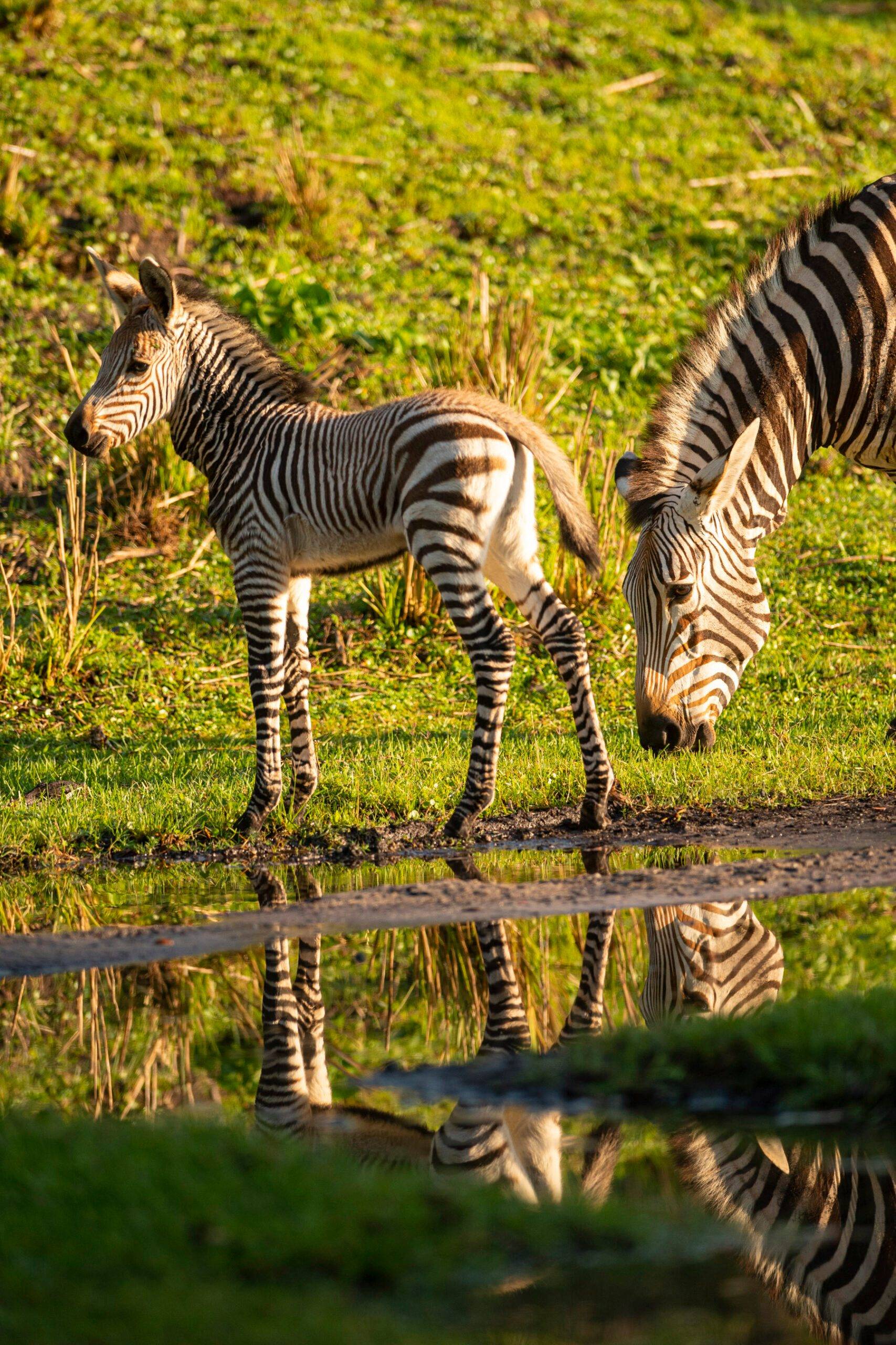 Zebra Horses Background Images, HD Pictures and Wallpaper For Free Download  | Pngtree, image size:1707x2560