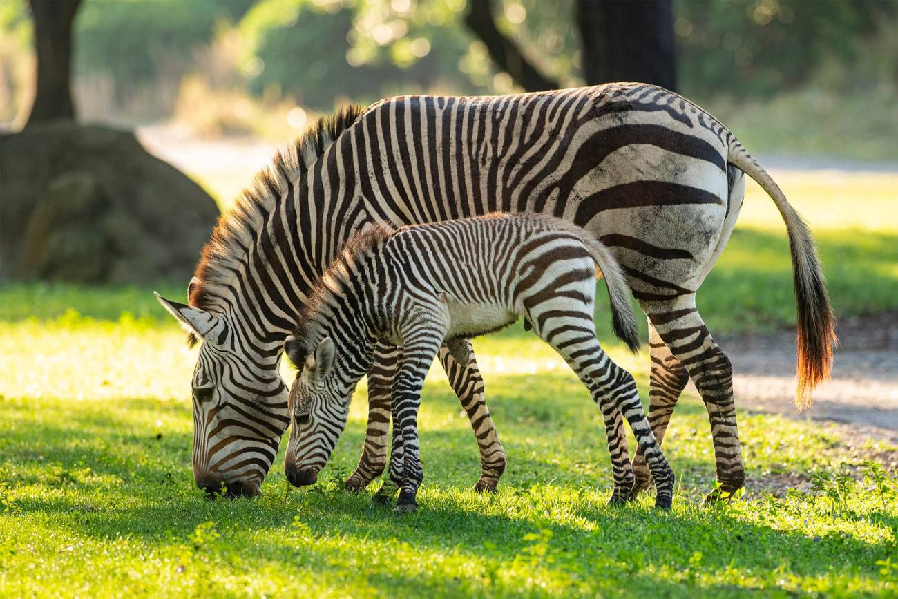 Dash the Baby Zebra at Kilimanjaro Safaris Disney's Animal Kingdom