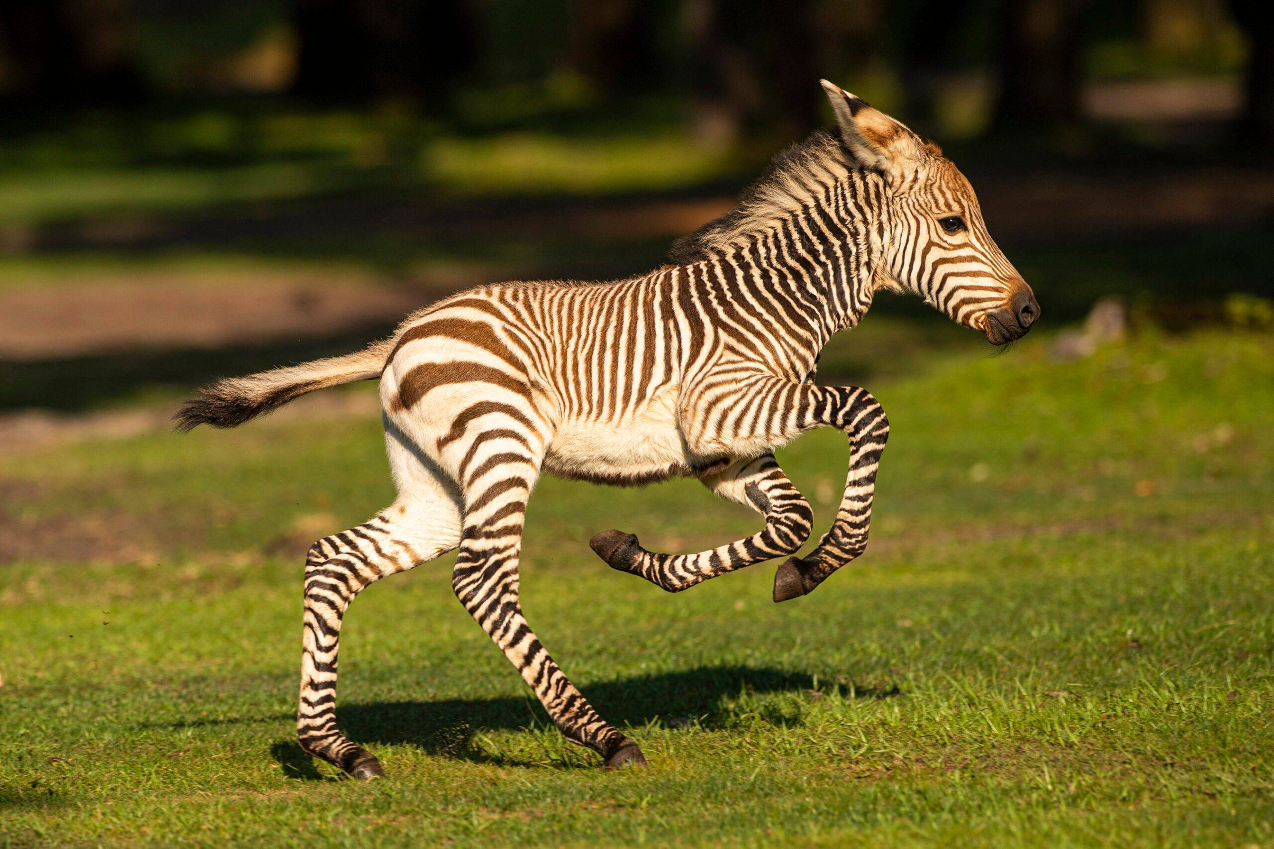 Hartmann's Mountain zebra foal born at Disney's Animal Kingdom gets named 'Dash'