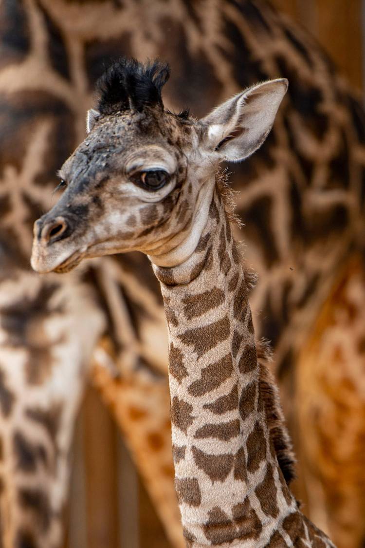Masai giraffe calf bornJune 10 2021 at Disney's Animal Kingdom - Photo 1 of  5