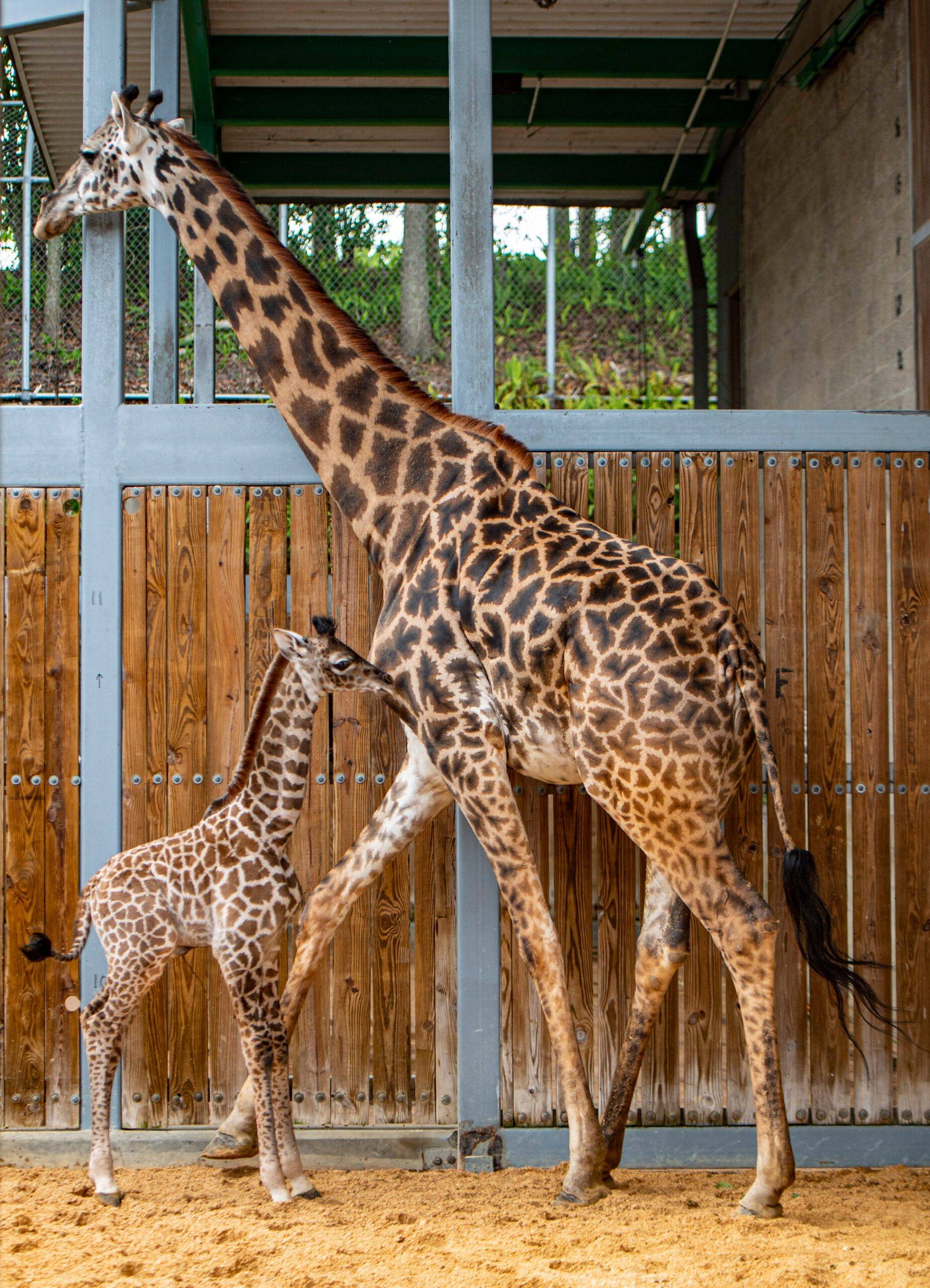 Disney's Animal Kingdom breeding program success continues with a third giraffe birth at the park in the past year