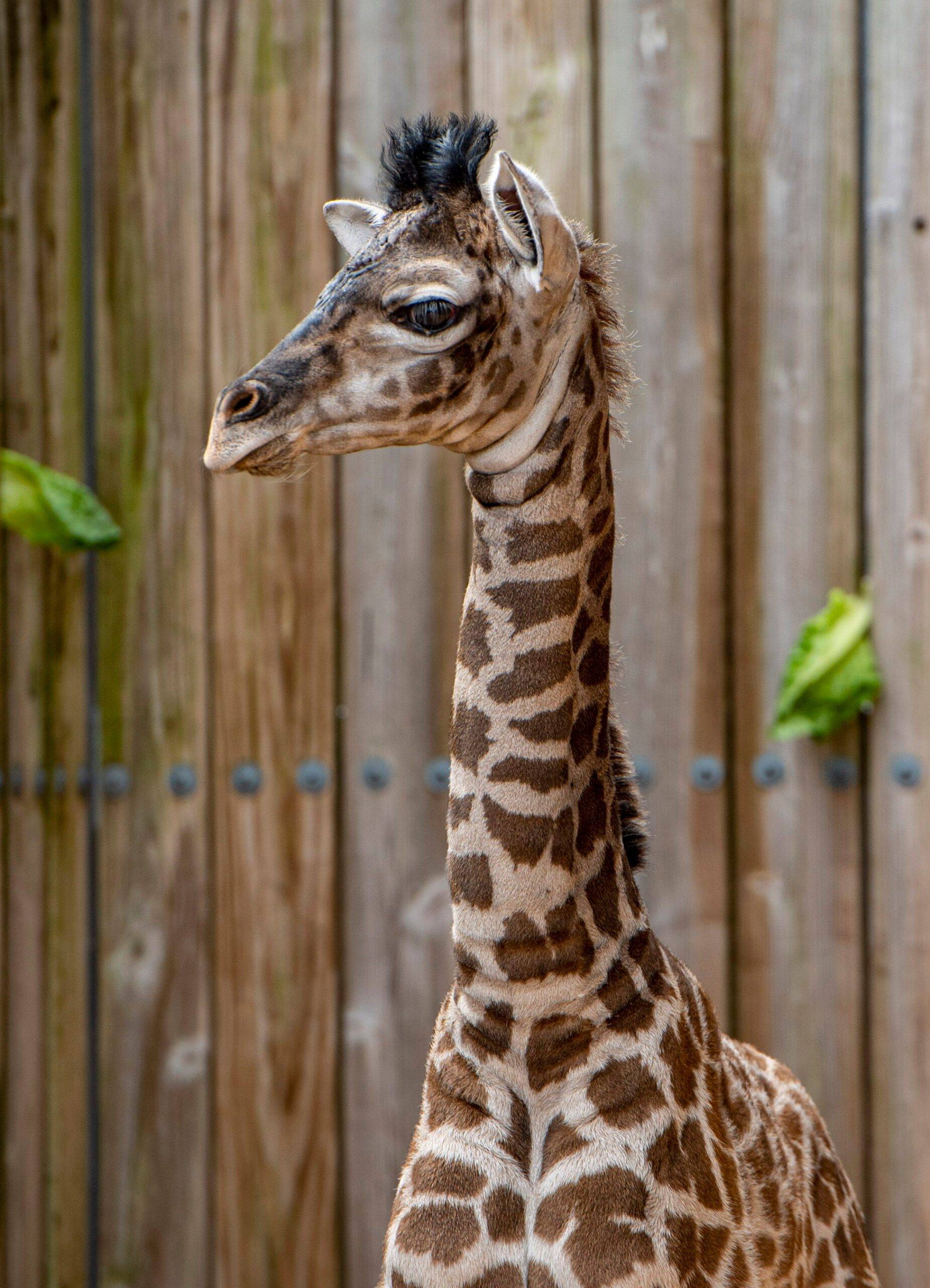 Masai giraffe calf bornJune 10 2021 at Disney's Animal Kingdom - Photo 3 of  5