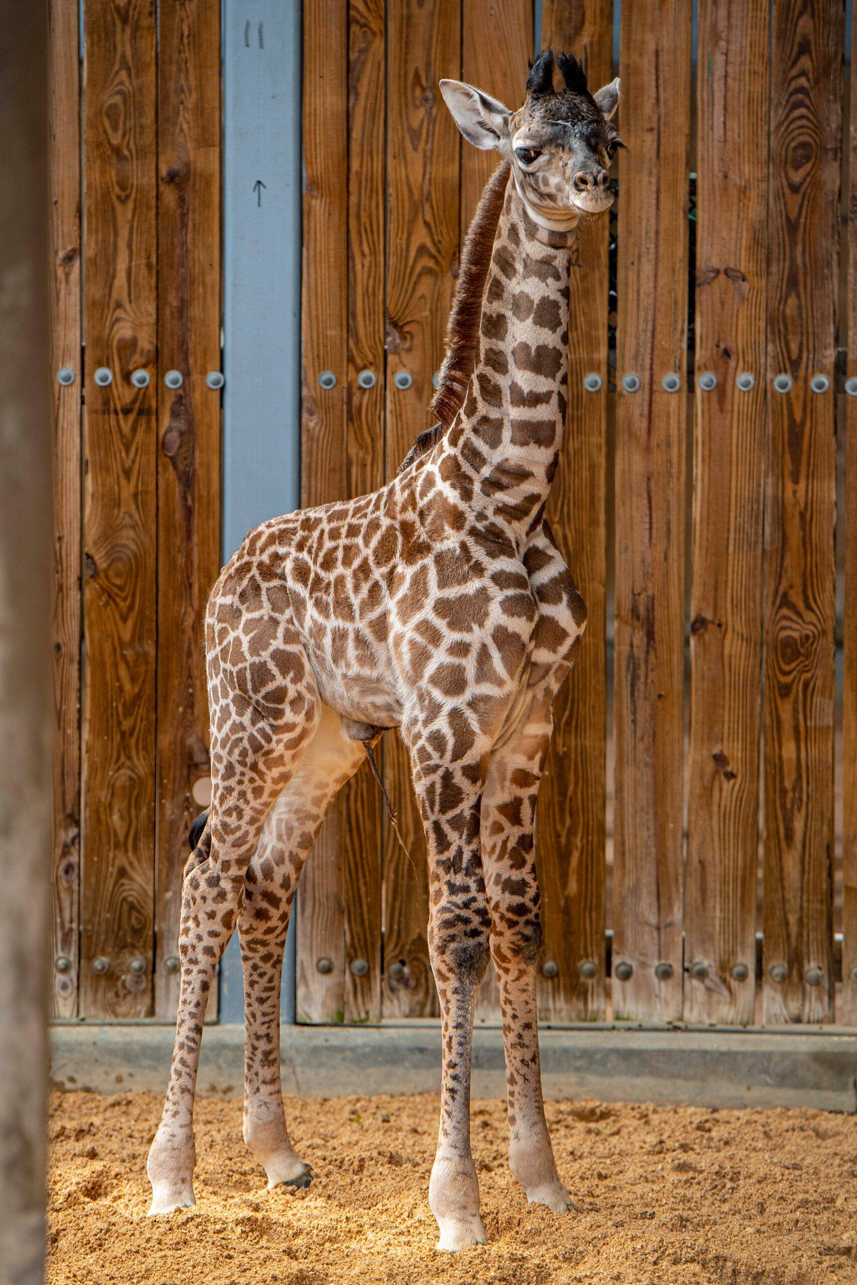 Masai giraffe calf bornJune 10 2021 at Disney's Animal Kingdom