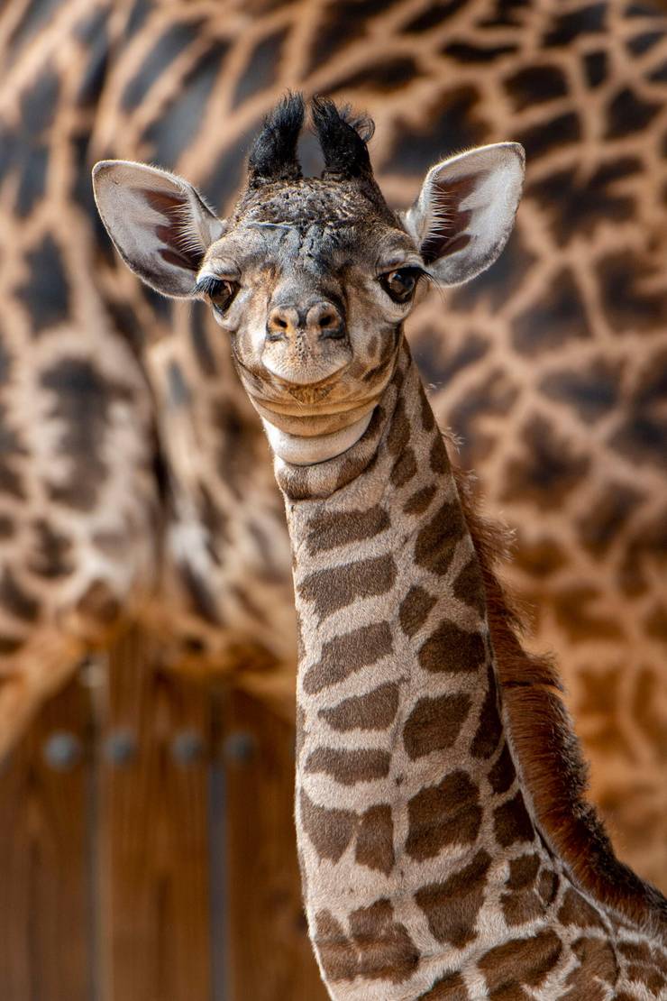 Masai giraffe calf bornJune 10 2021 at Disney's Animal Kingdom