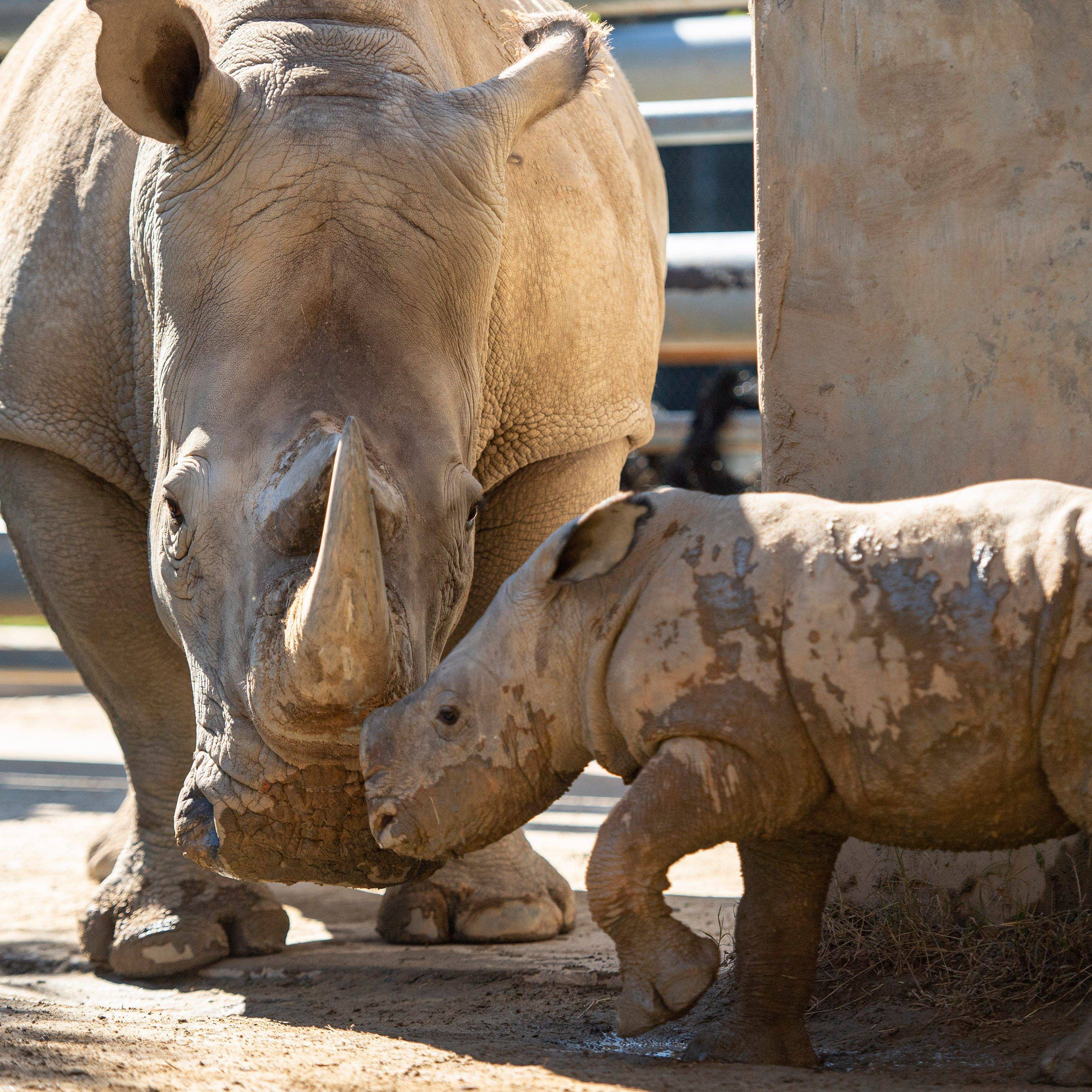 Walt Disney World Resort's 13th white rhino calf - November 2021