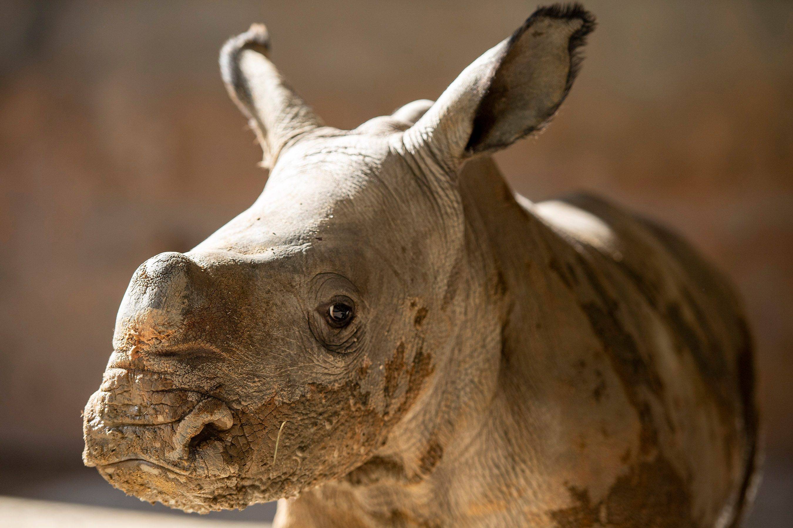 Walt Disney World Resort's 13th white rhino calf thriving at Disney's Animal Kingdom
