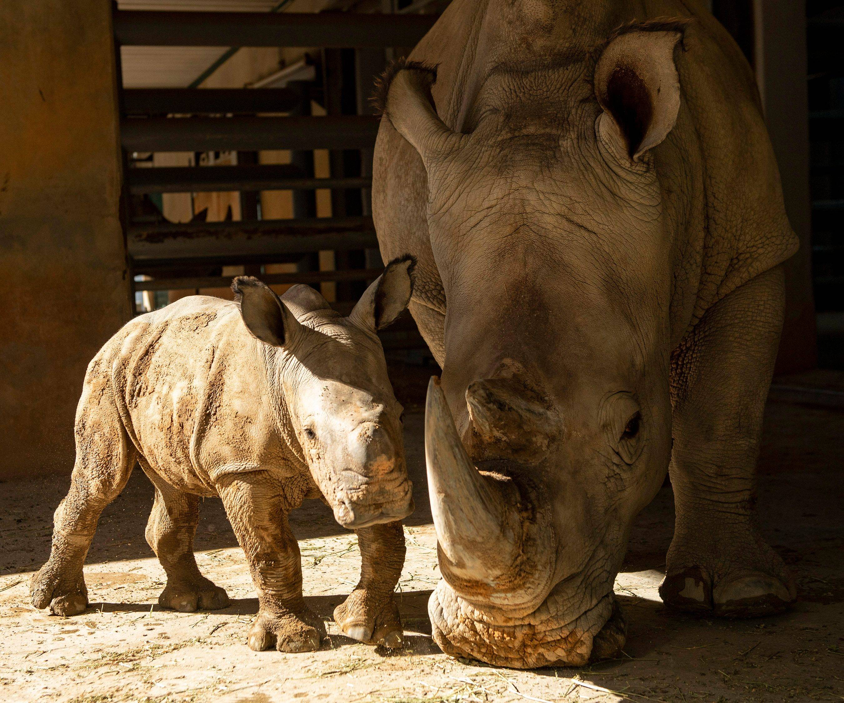 Walt Disney World Resort's 13th white rhino calf - November 2021