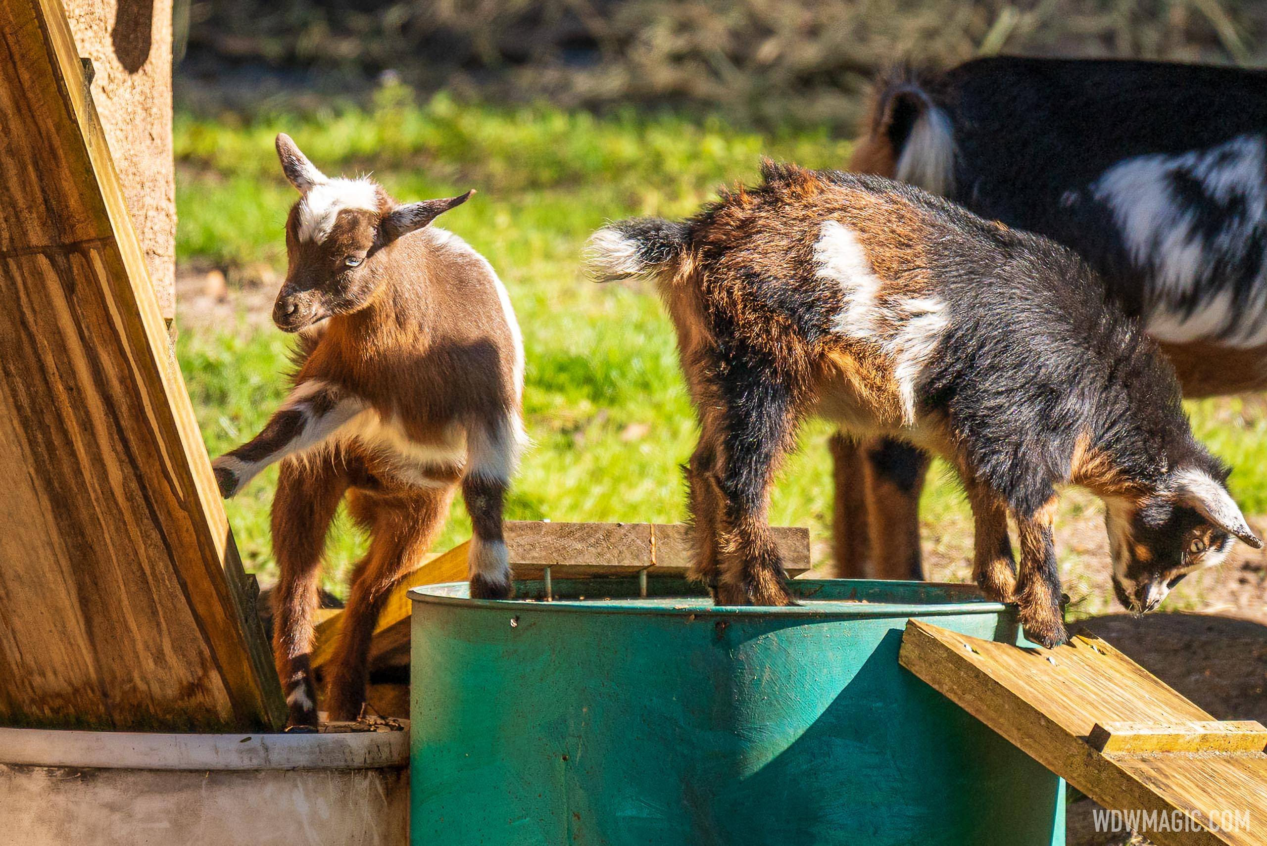 Baby Nigerian dwarf goats join the herd at Kilimanjaro Safaris in Disney's Animal Kingdom