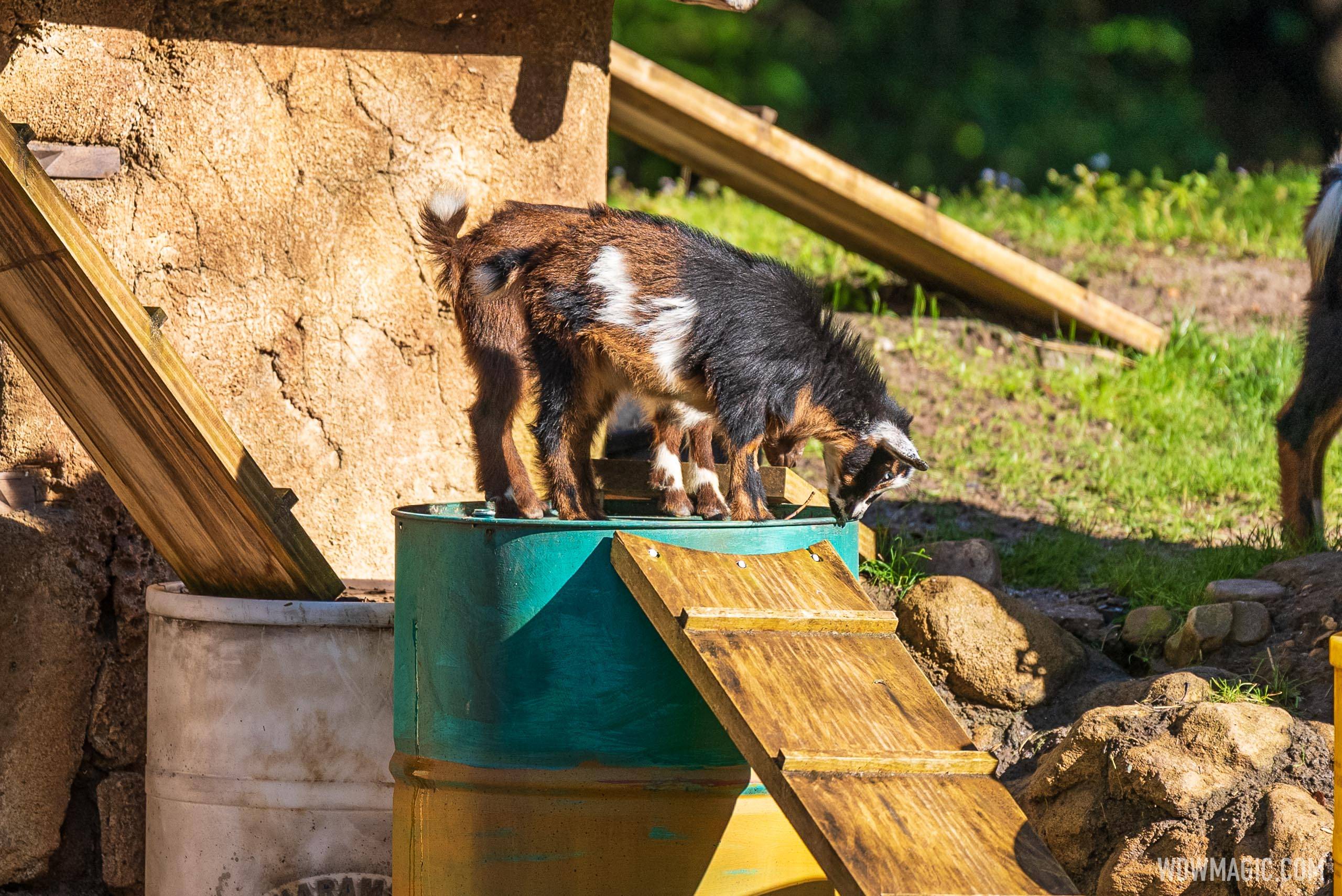 Baby Nigeran dwarf goats