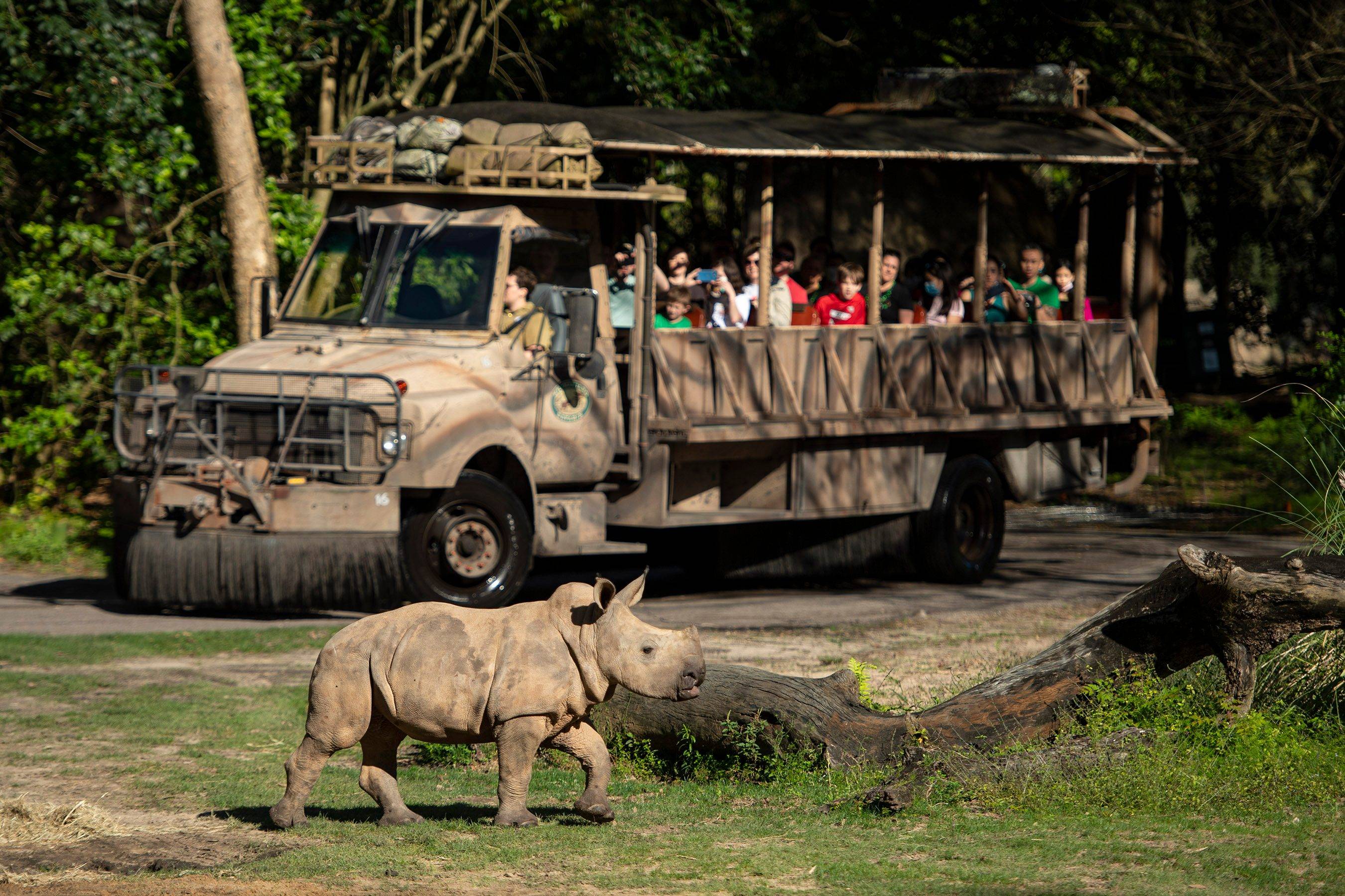 Baby Rhino Logan takes to the savanna at Disney's Animal Kingdom joining  other Kilimanjaro Safaris baby rhinos Mylo and Ranger