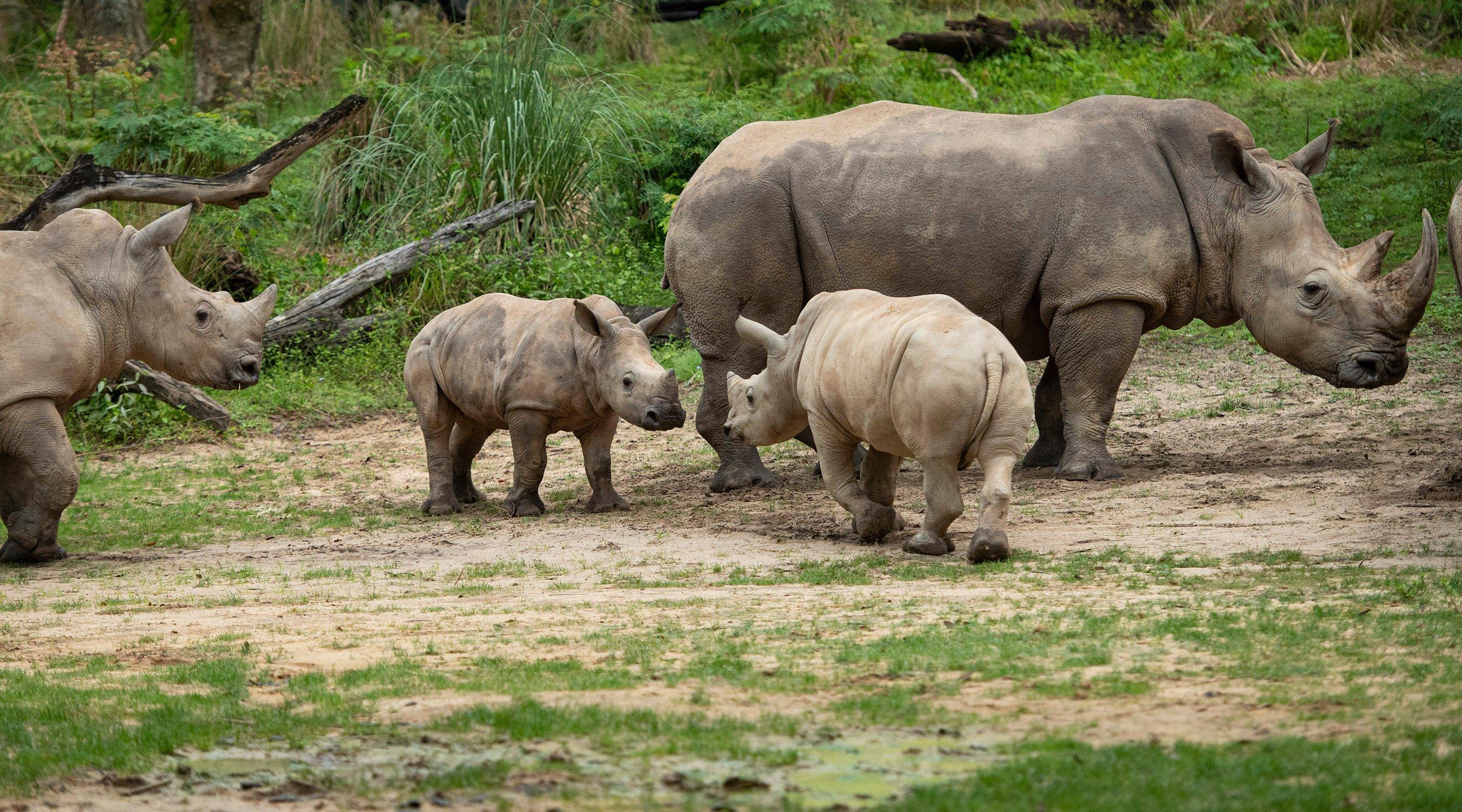 Baby rhinos on the Kilimanjaro Safaris savanna 