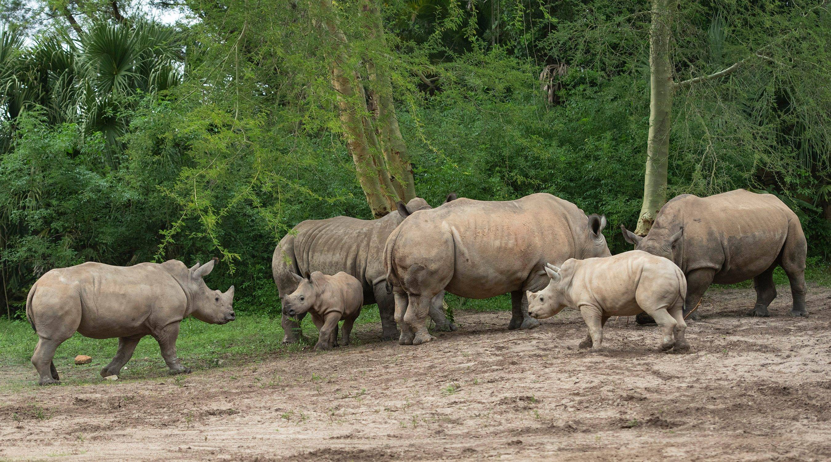 Four-month-old white rhino calf Logan (center) joins her two older half-brothers, Ranger (left) and Mylo (front right), on the Kilimanjaro Safaris savanna