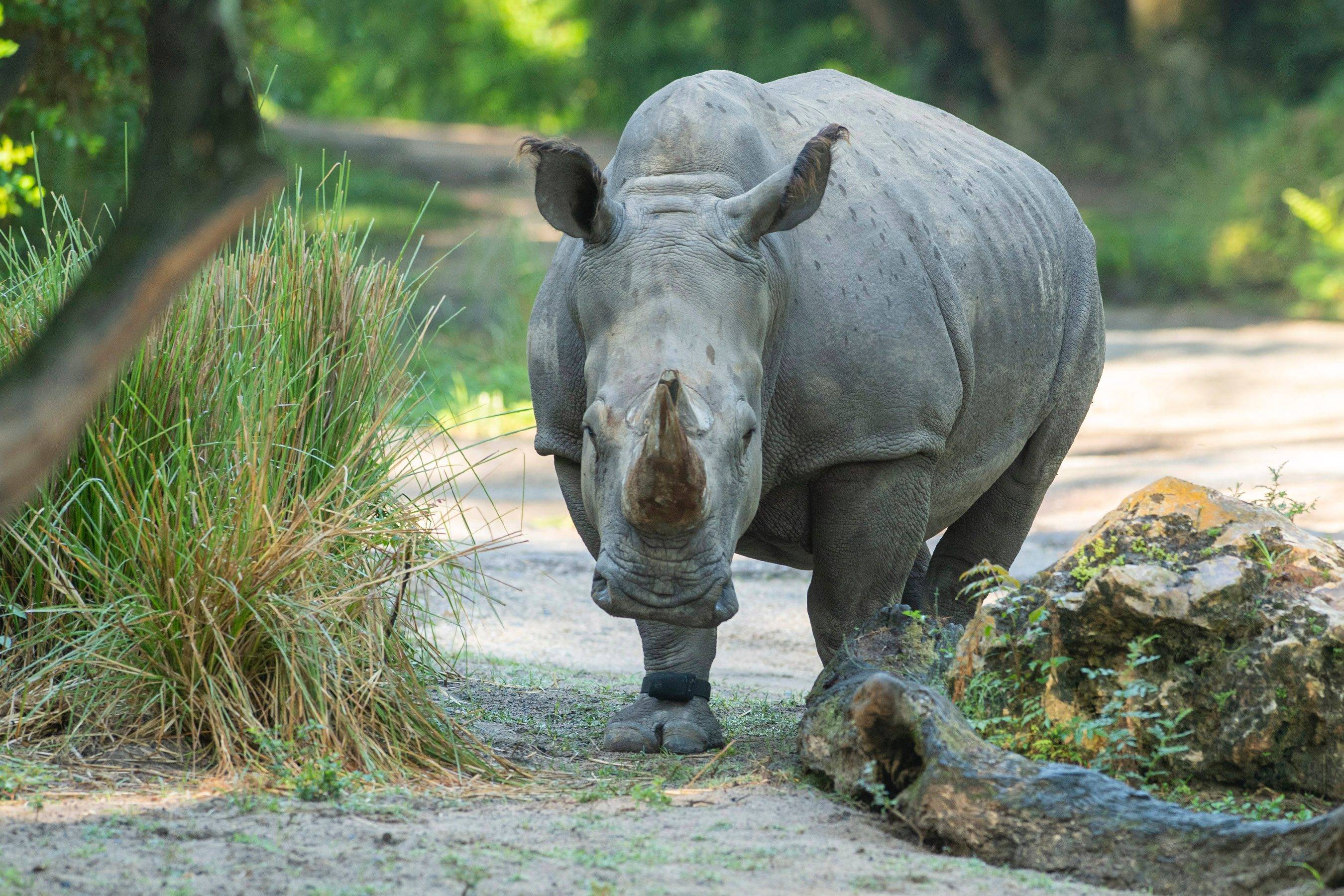 White Rhino Fitted With Fitness Tracker