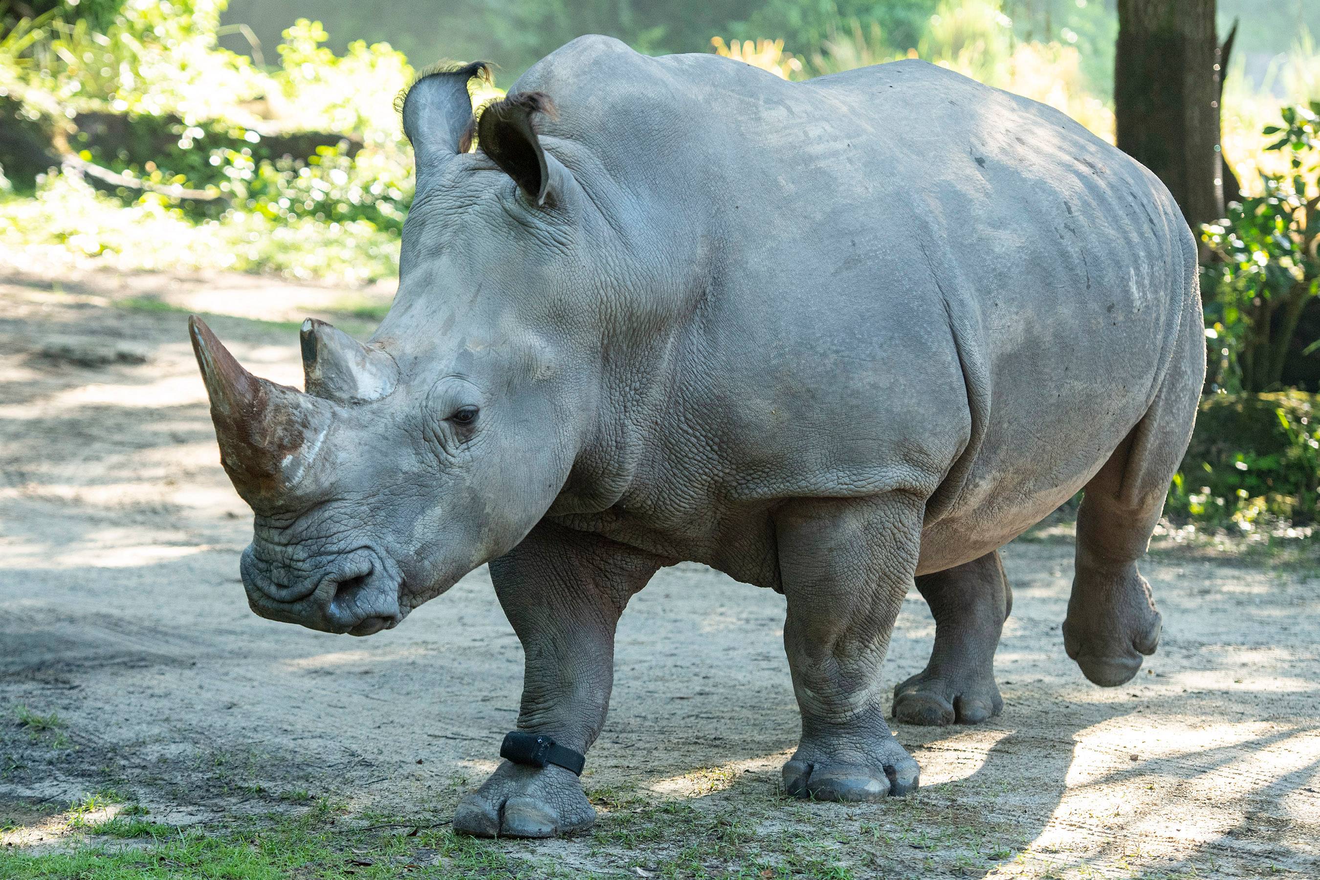 White Rhino Fitted With Fitness Tracker
