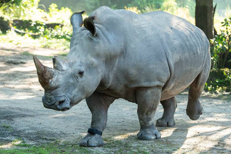 White Rhinos at Disney's Animal Kingdom get fitted with fitness trackers