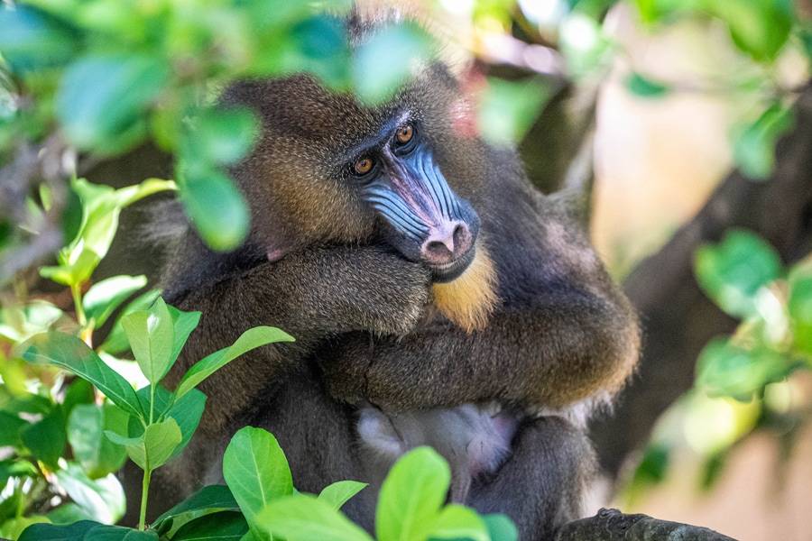 Baby Mandrill Monkey born at Disney's Animal Kingdom