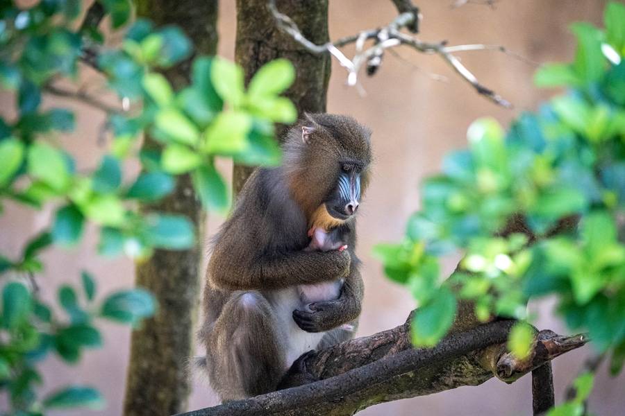 Baby Mandrill Monkey born at Disney's Animal Kingdom