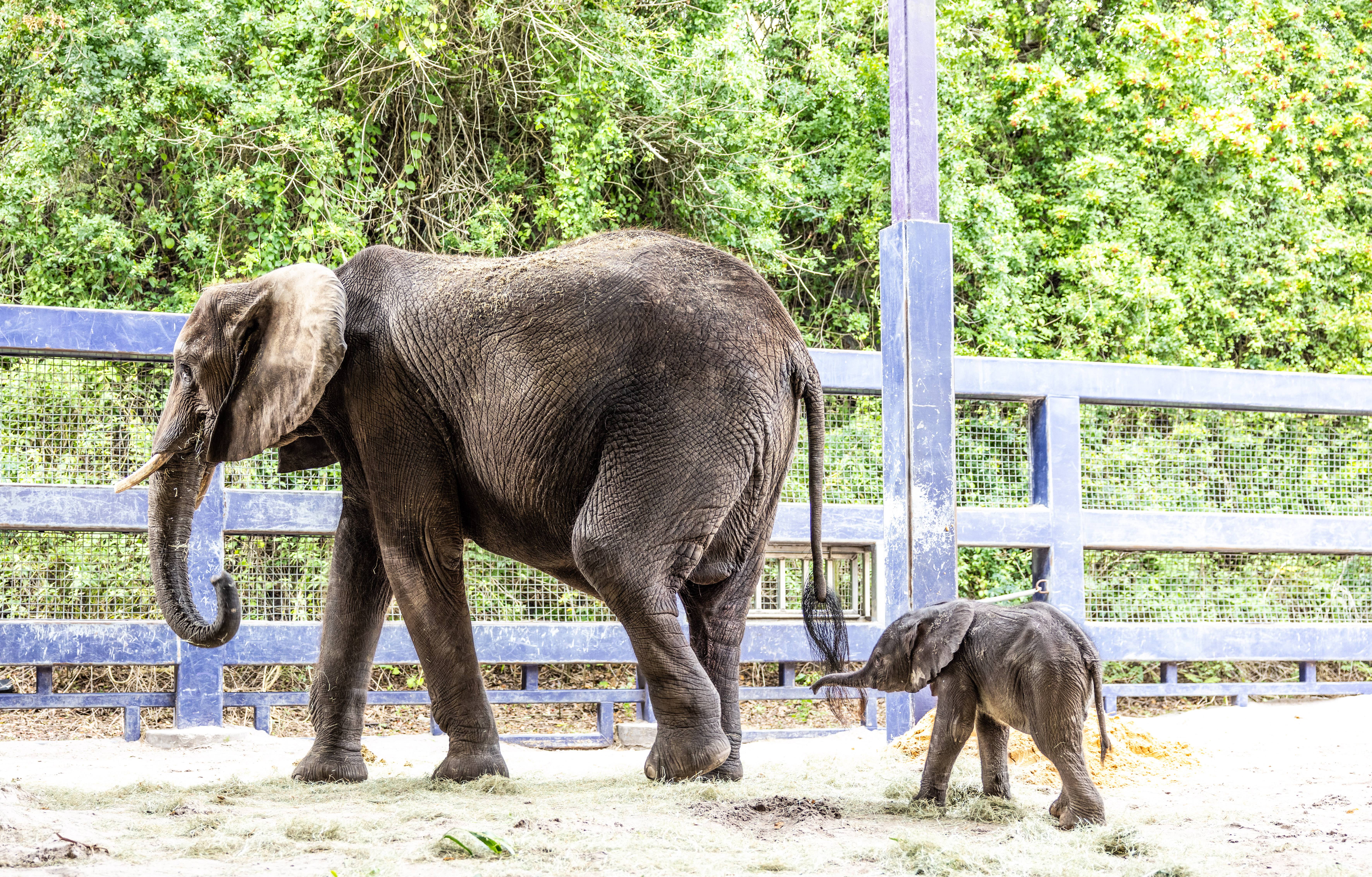 Disney's Animal Kingdom celebrates the arrival of Baby Elephant Corra