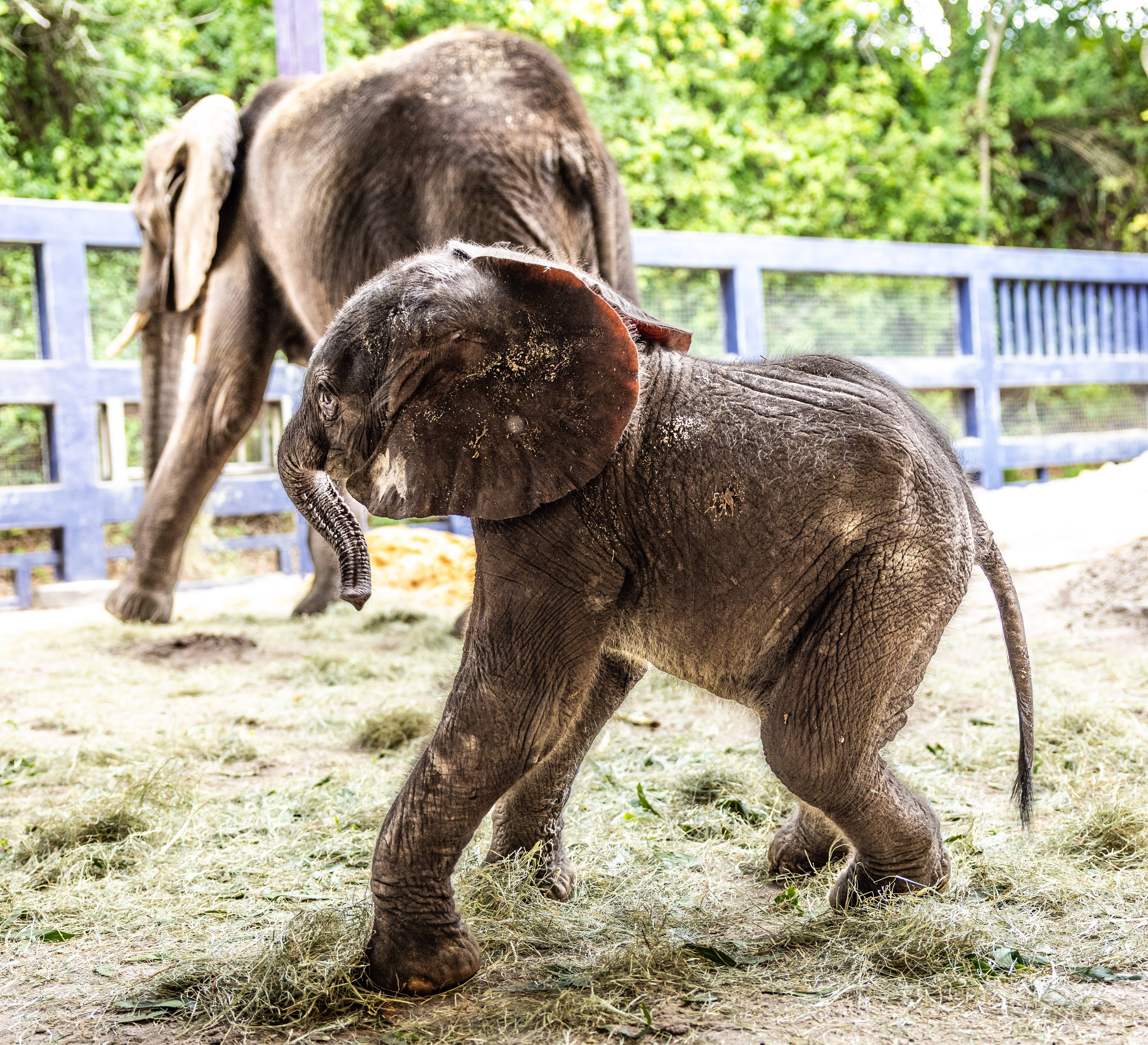 Disney's Animal Kingdom celebrates the arrival of Baby Elephant Corra