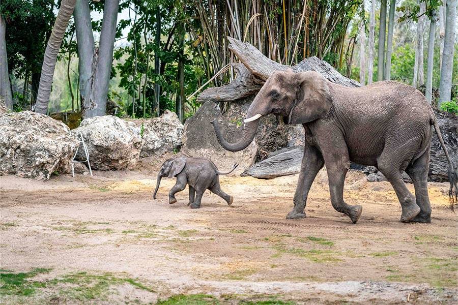 Baby Elephant Cora makes debut on Disney’s Animal Kingdom Savanna