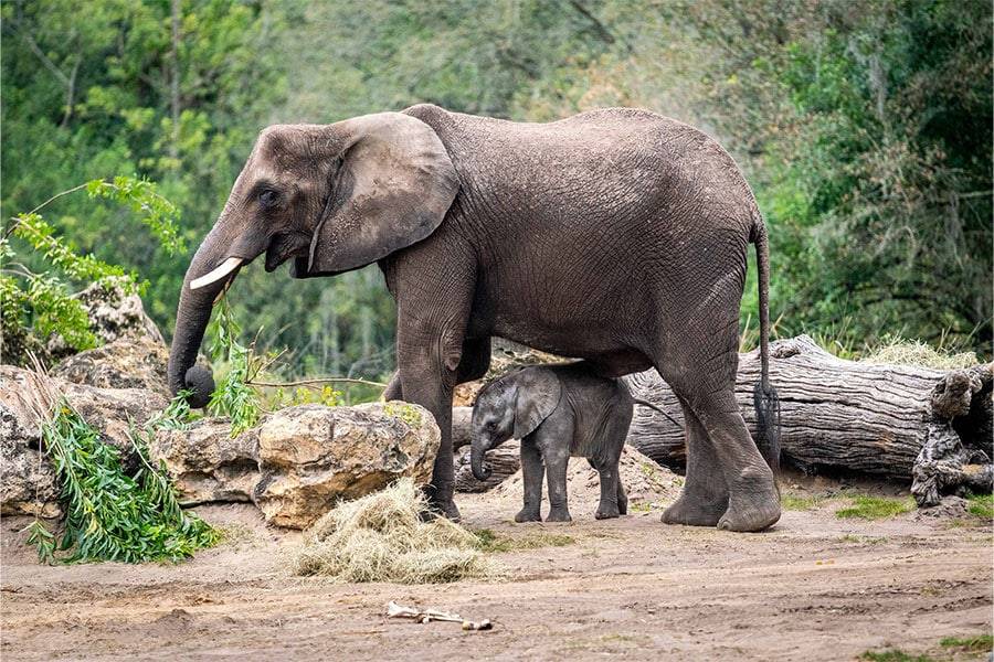 Baby Elephant Cora makes debut on Disney’s Animal Kingdom Savanna
