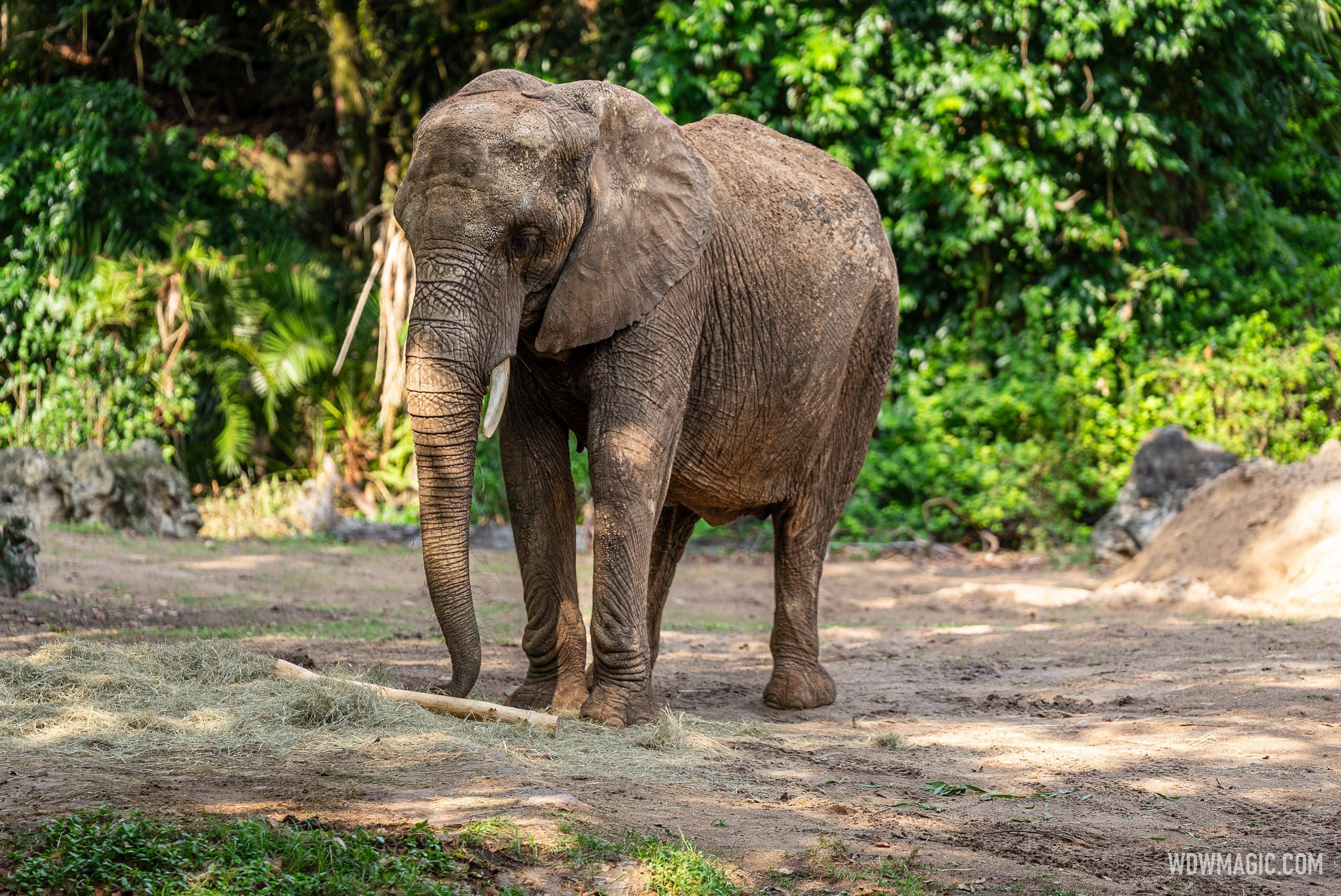 Kilimanjaro Safaris