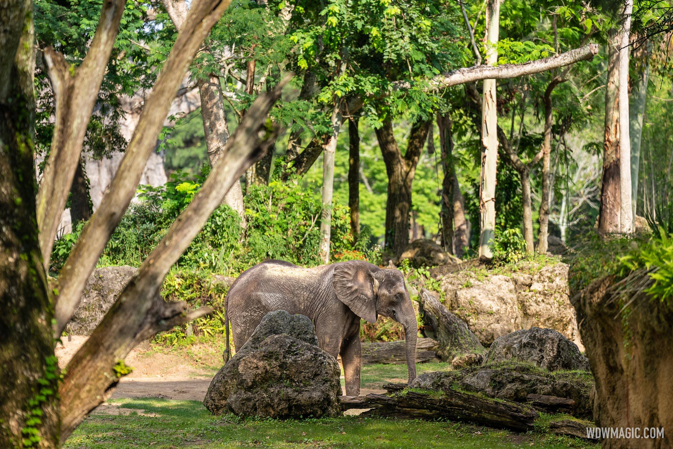 Kilimanjaro Safaris