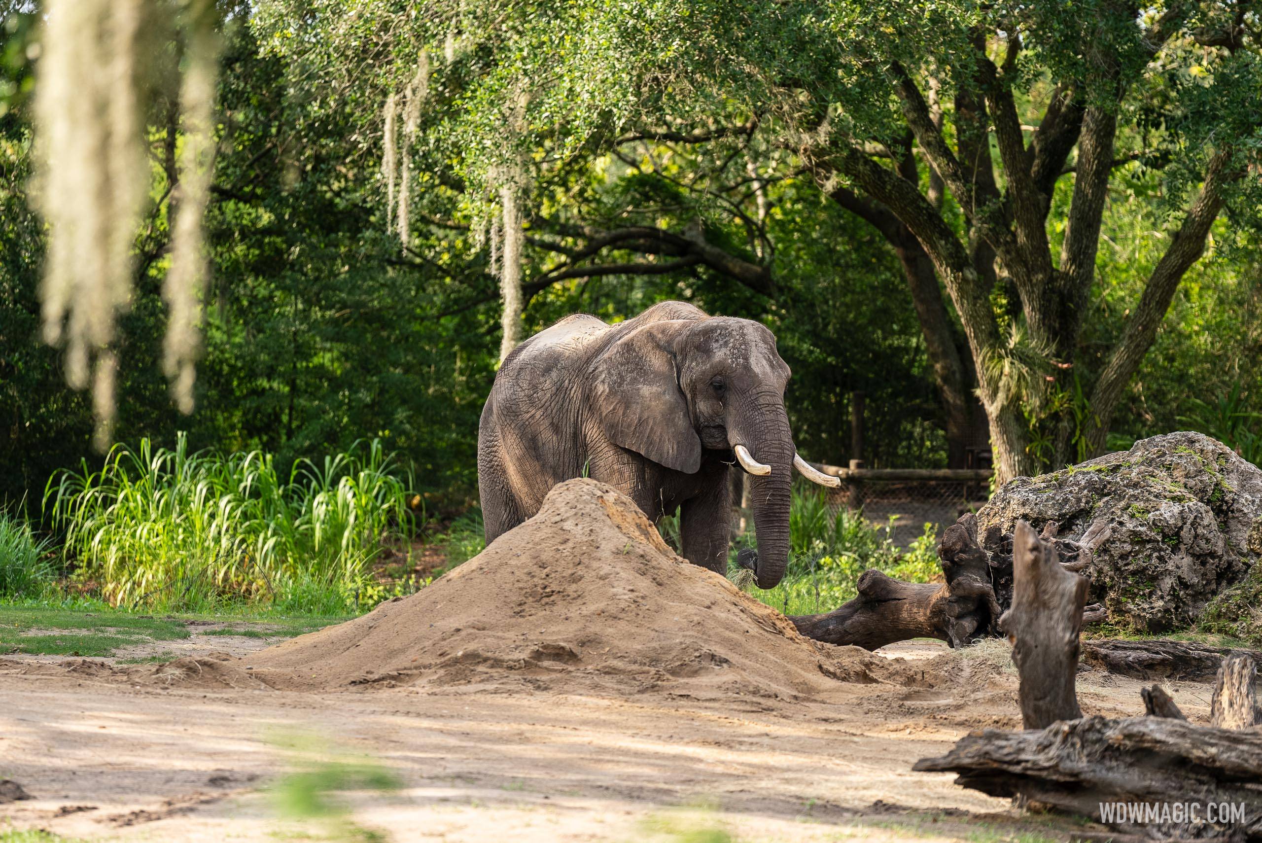 Kilimanjaro Safaris