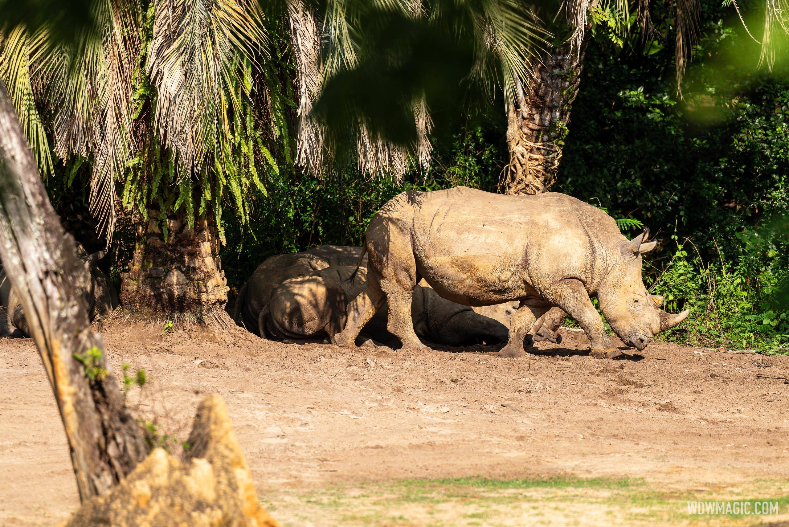 White Rhino