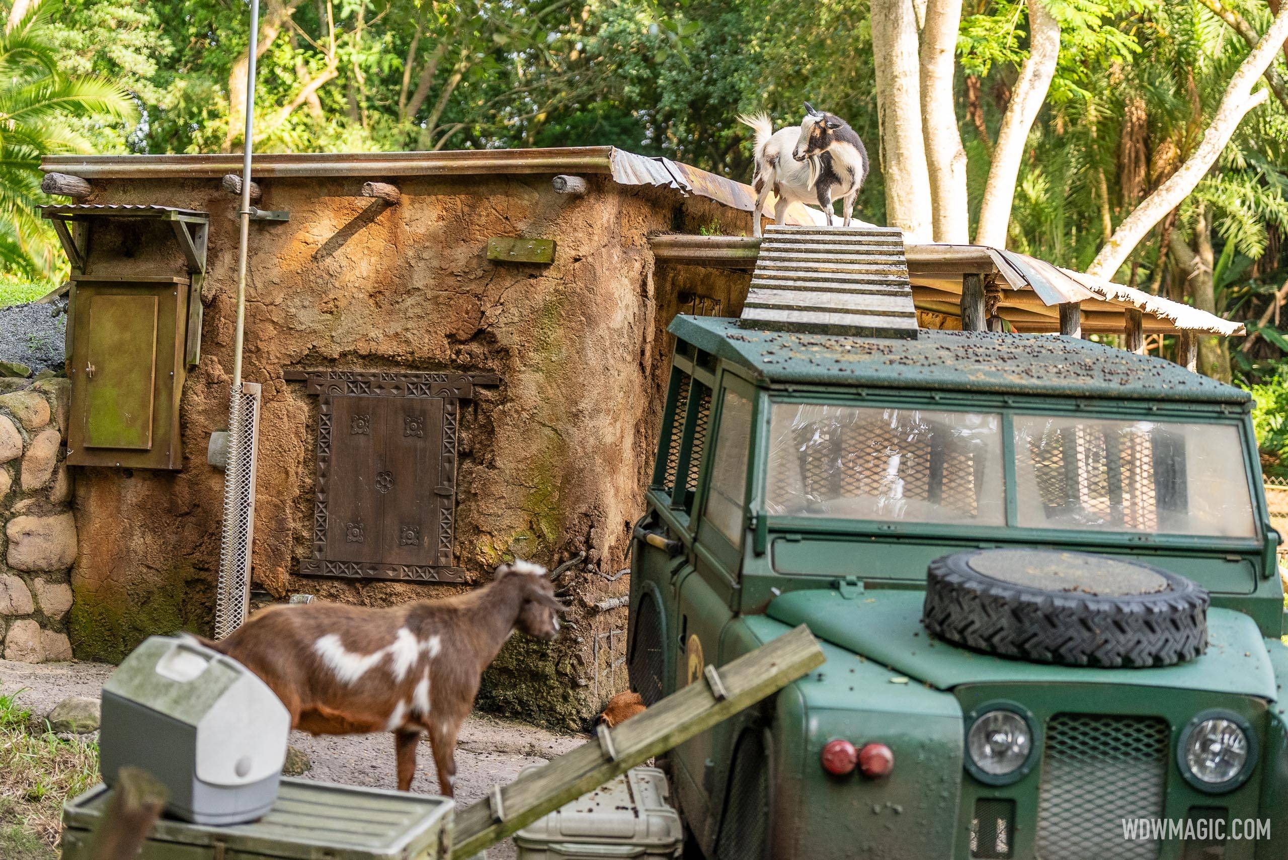 Nigerian Dwarf Goats