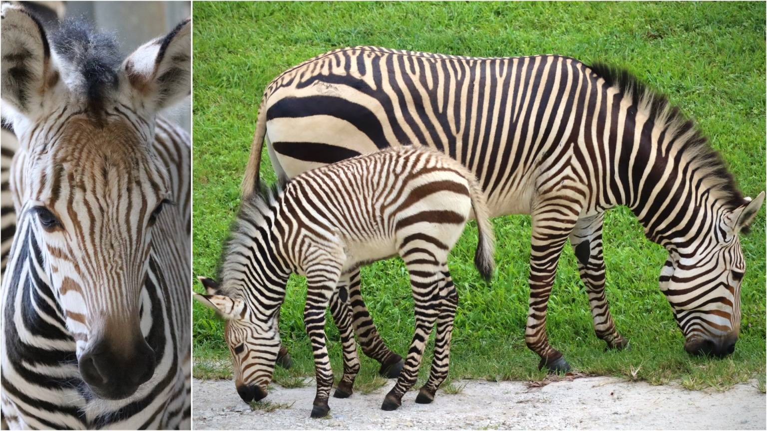 Four Newborn Zebra Foals at Walt Disney World Summer 2024