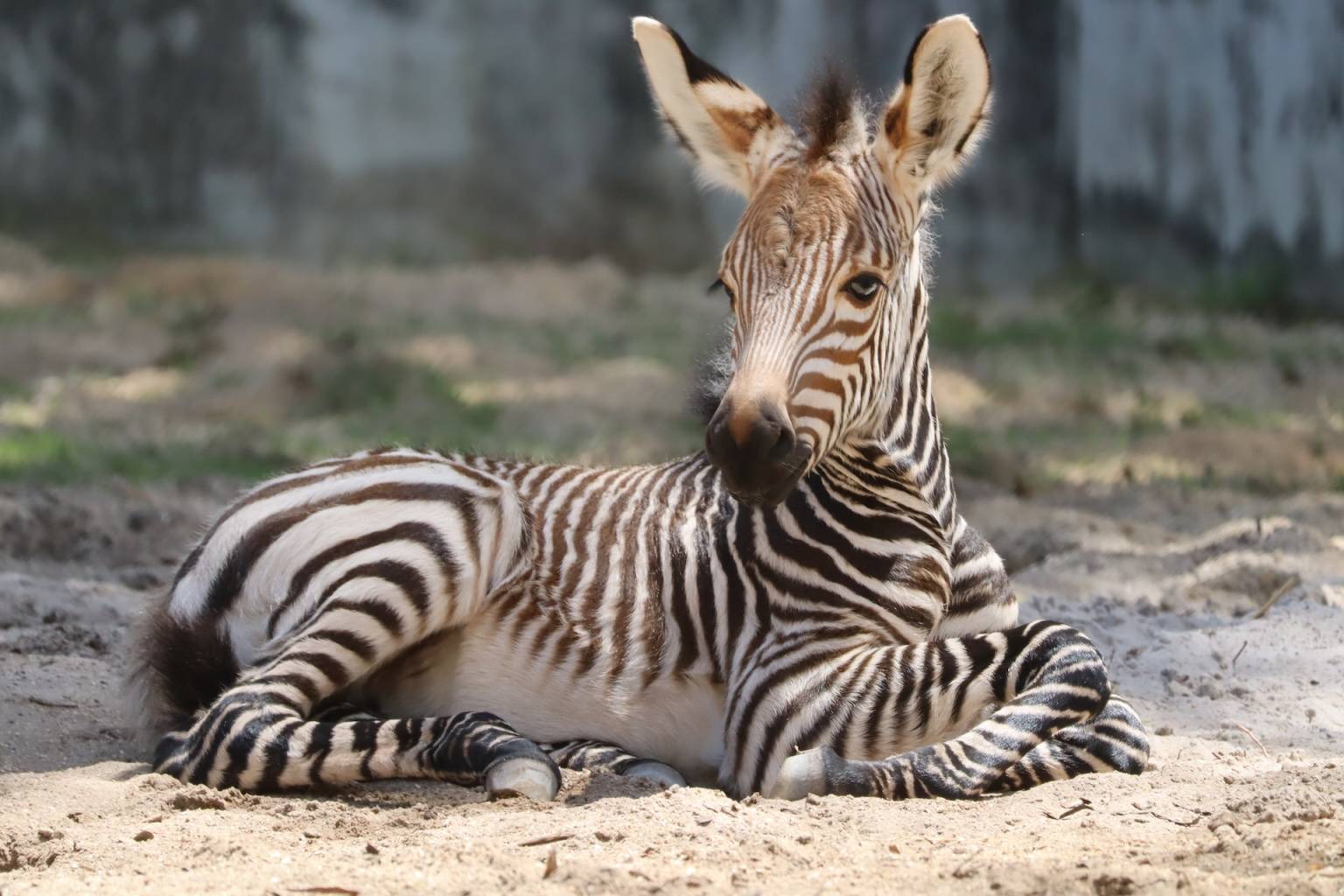 Four Newborn Zebra Foals at Walt Disney World Summer 2024