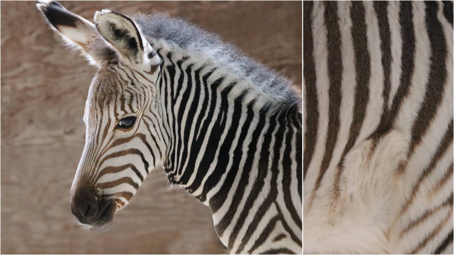 Four Newborn Zebra Foals at Walt Disney World Summer 2024