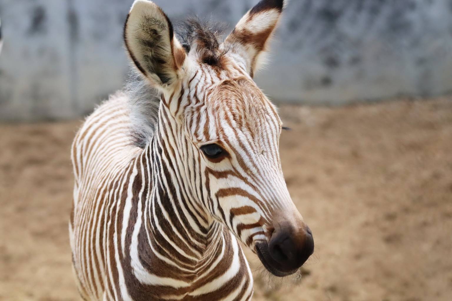 Four Newborn Zebra Foals at Walt Disney World Summer 2024