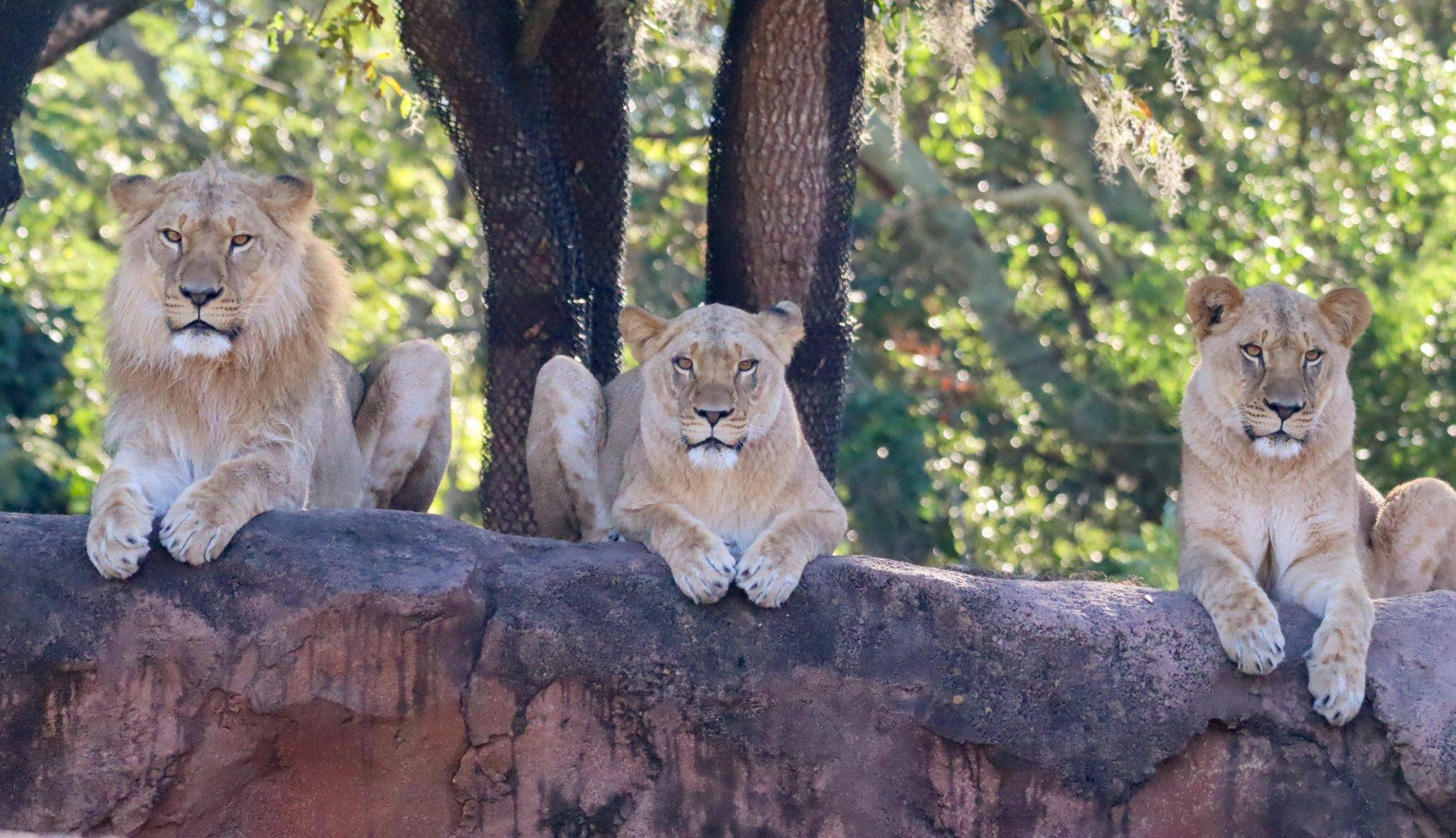 New Lion Pride Debuts at Disney's Animal Kingdom: Meet Mshango, Zahara, and Neema