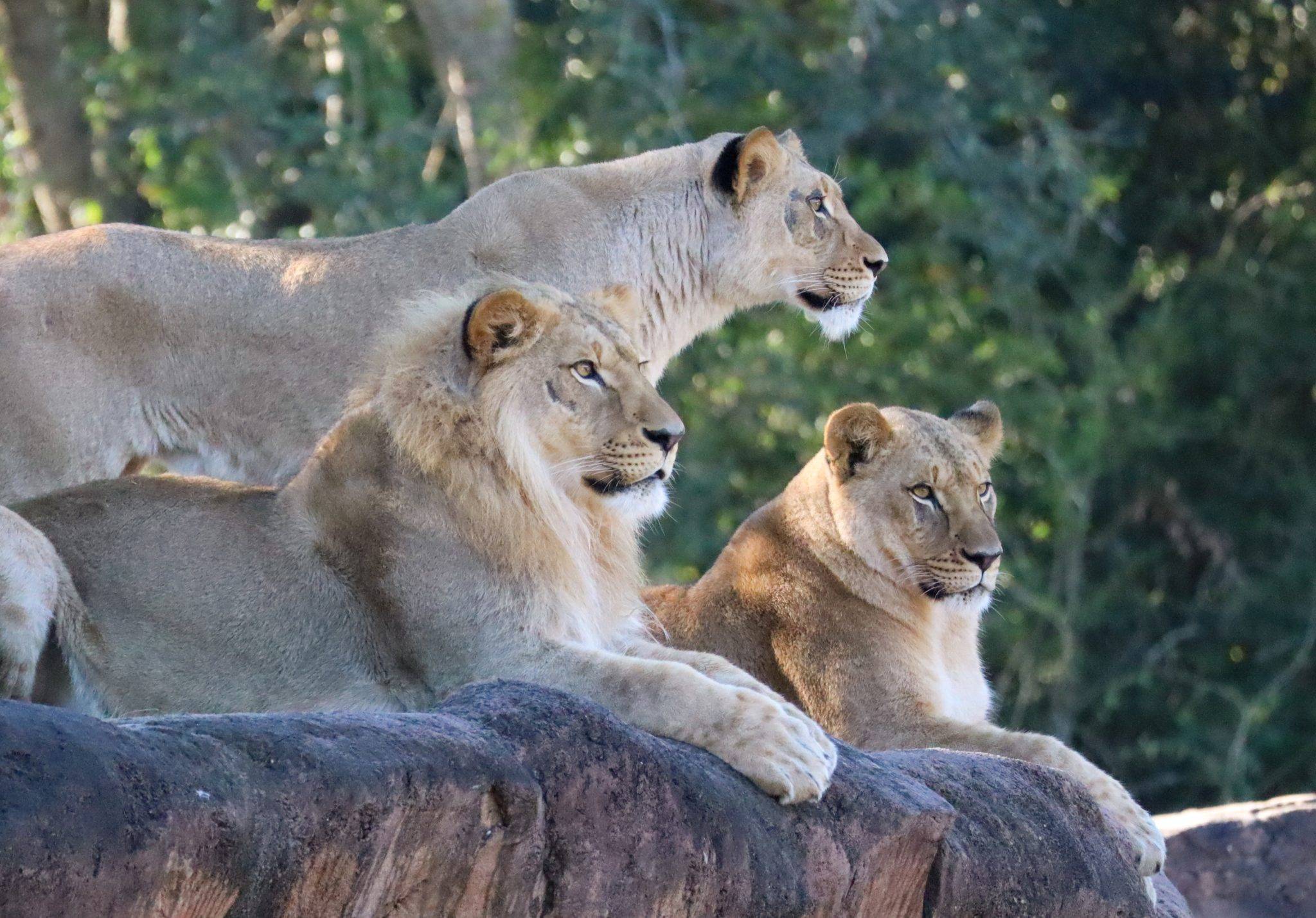 New Lion Pride at Kilimanjaro Safaris 2024