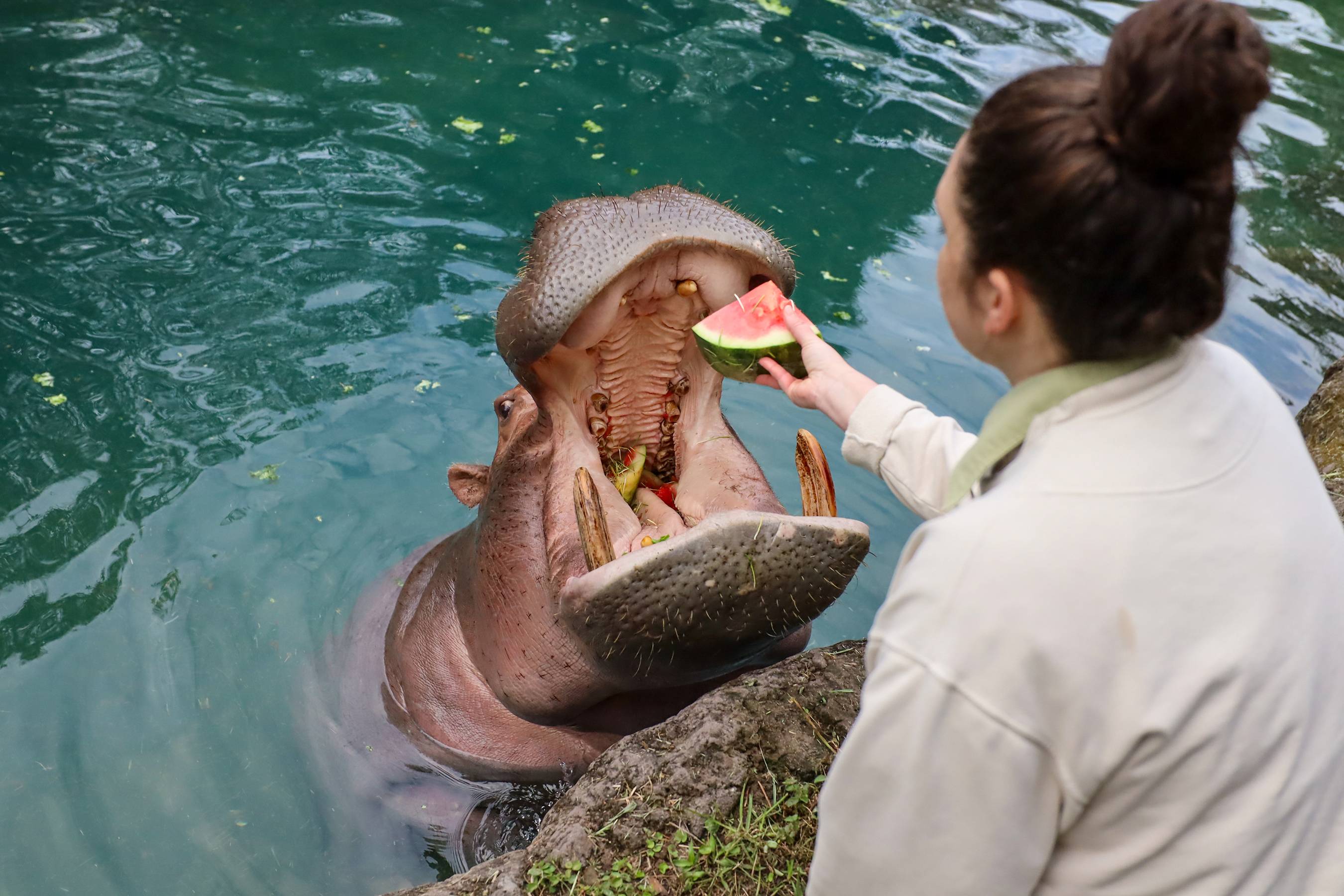 Hippo 50th Birthday Celebration at Disney's Animal Kingdom