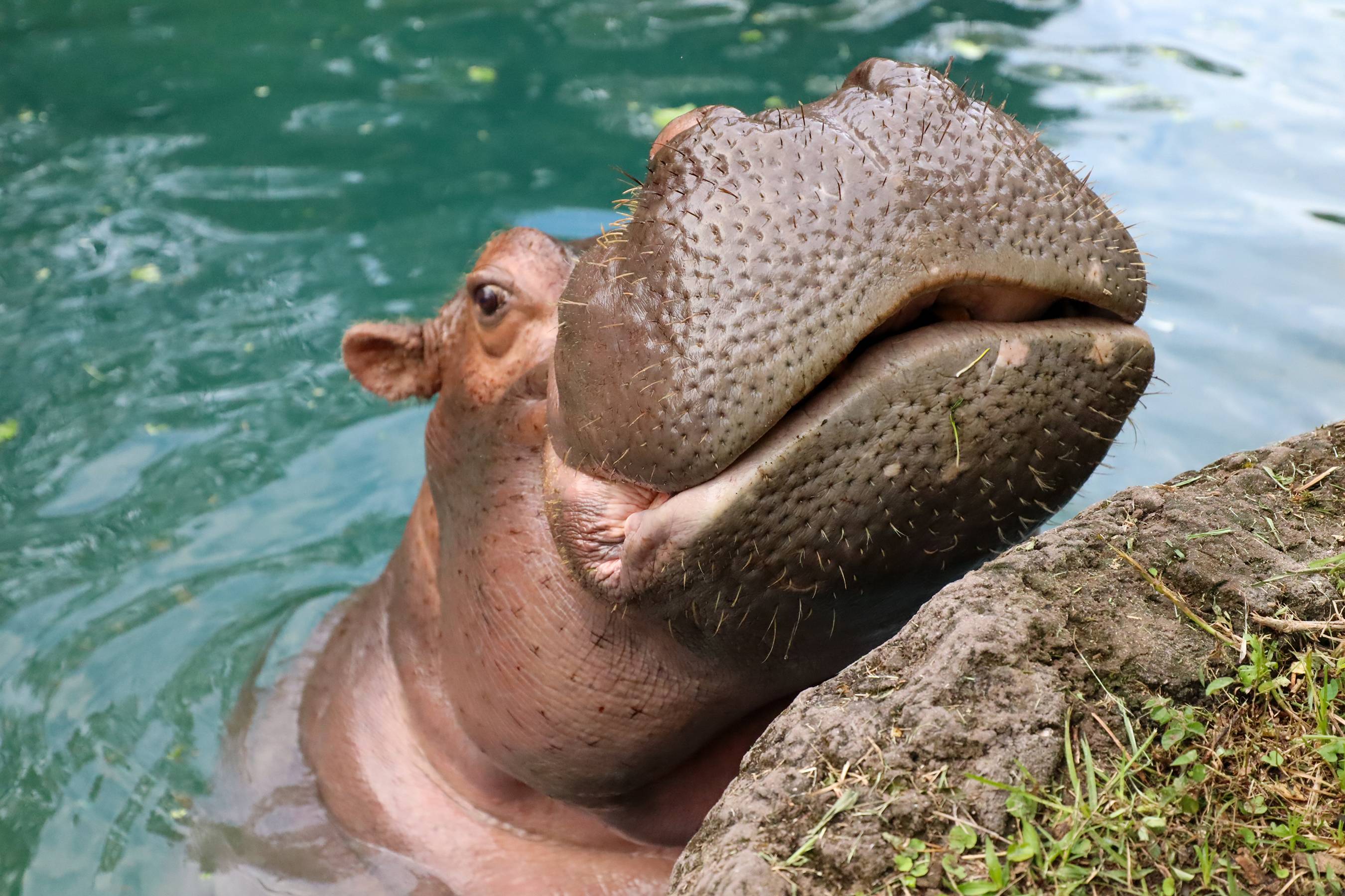 Viviana the Hippo Celebrates 50th Birthday at Disney's Animal Kingdom