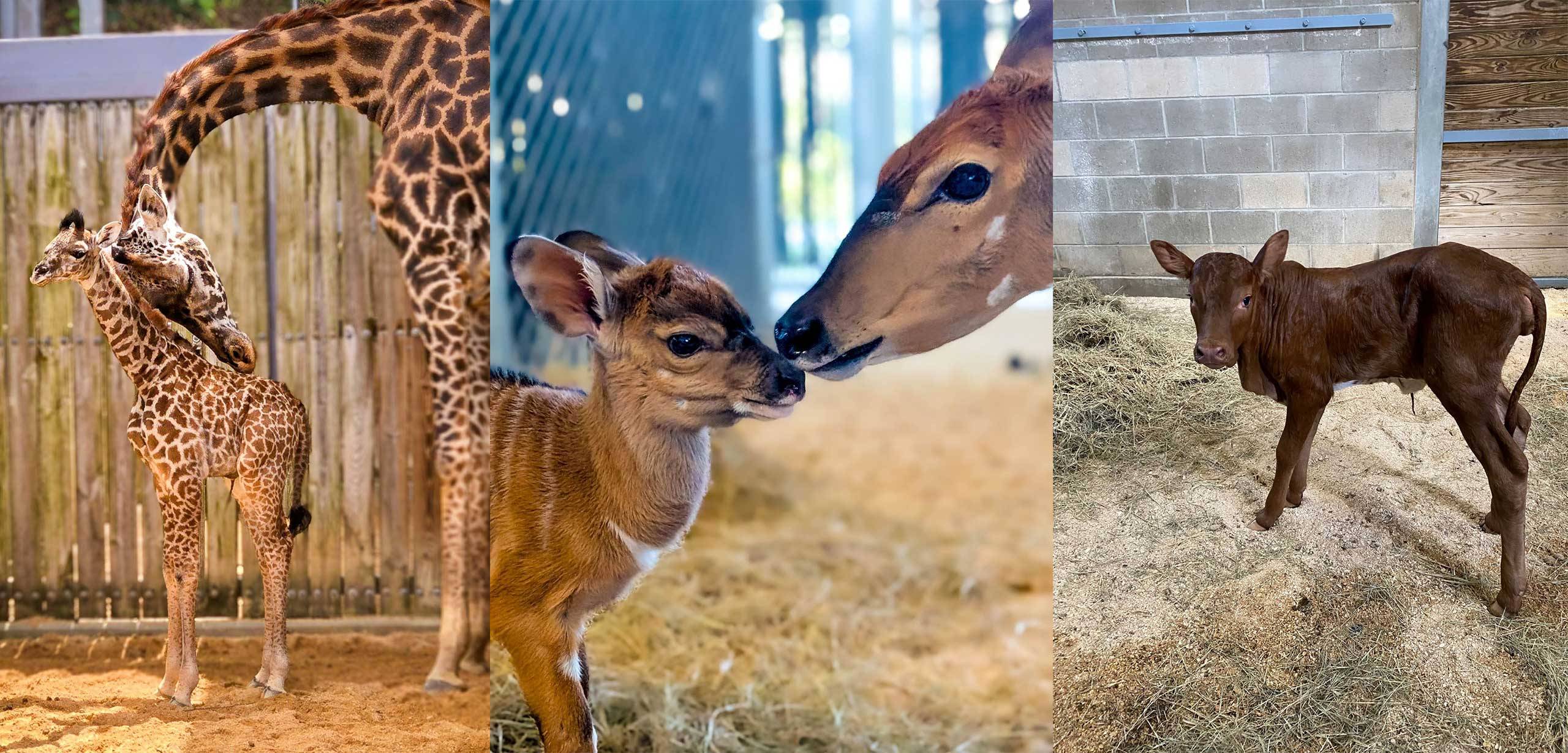 New Arrivals: Baby Animals at Animal Kingdom and Animal Kingdom Lodge