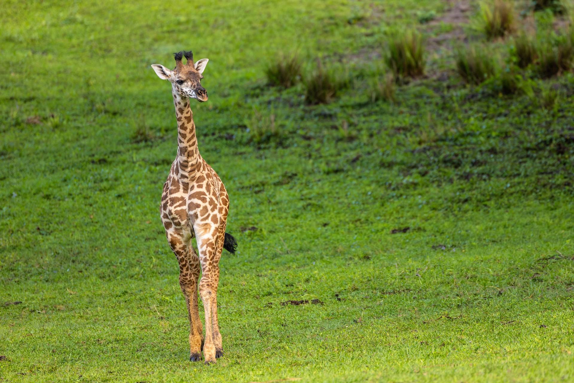First Look: Baby Giraffe Ivy on the Kilimanjaro Safaris Savanna
