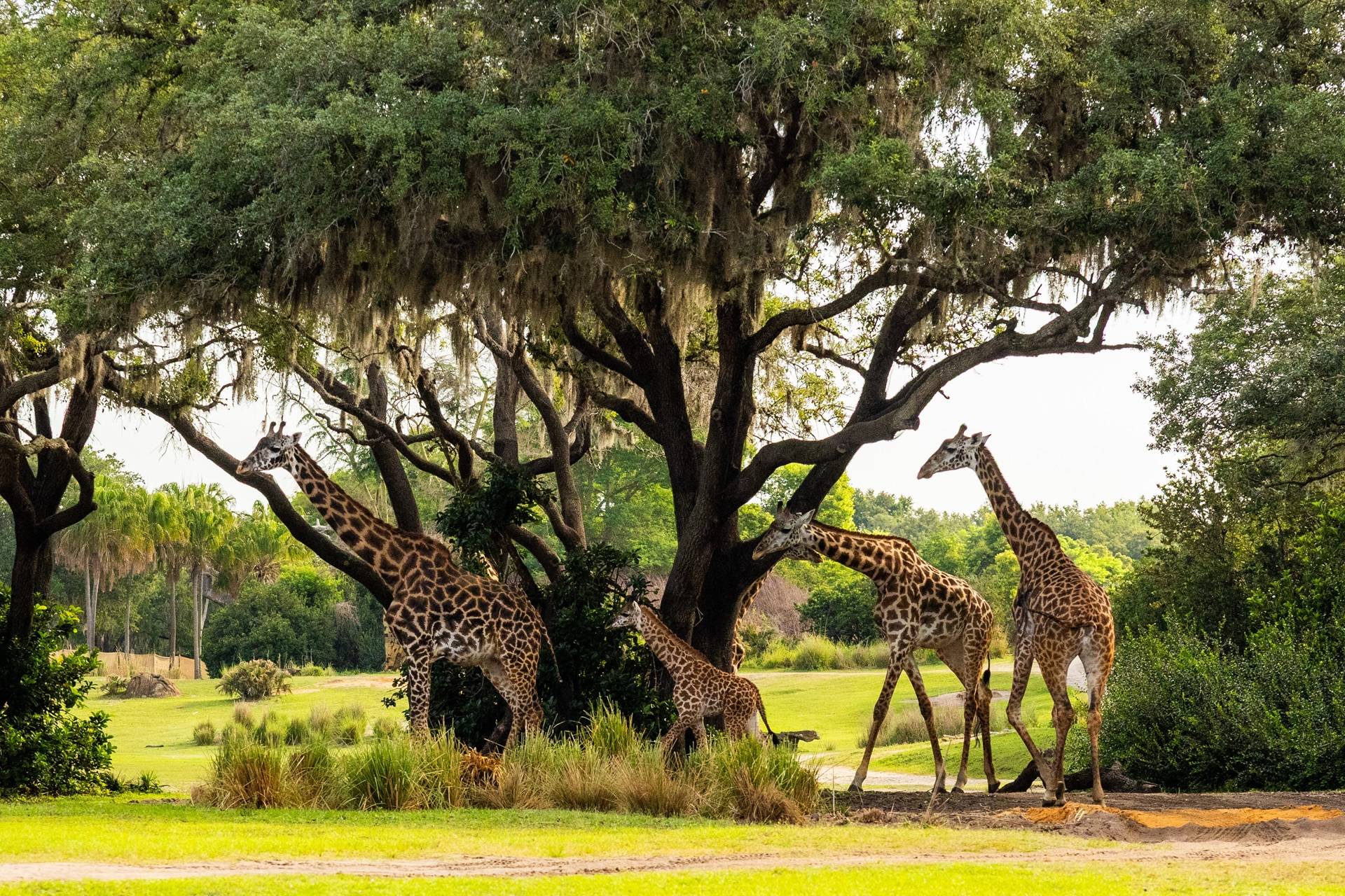 First Look: Baby Giraffe Ivy on the Kilimanjaro Safaris Savanna