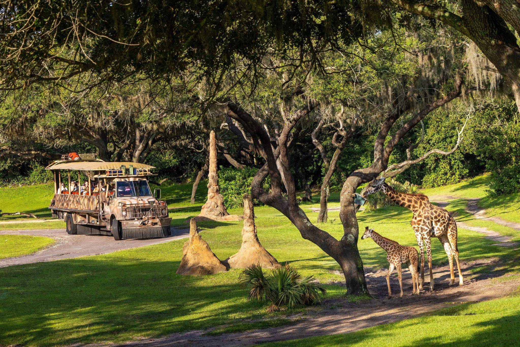 First Look: Baby Giraffe Ivy on the Kilimanjaro Safaris Savanna