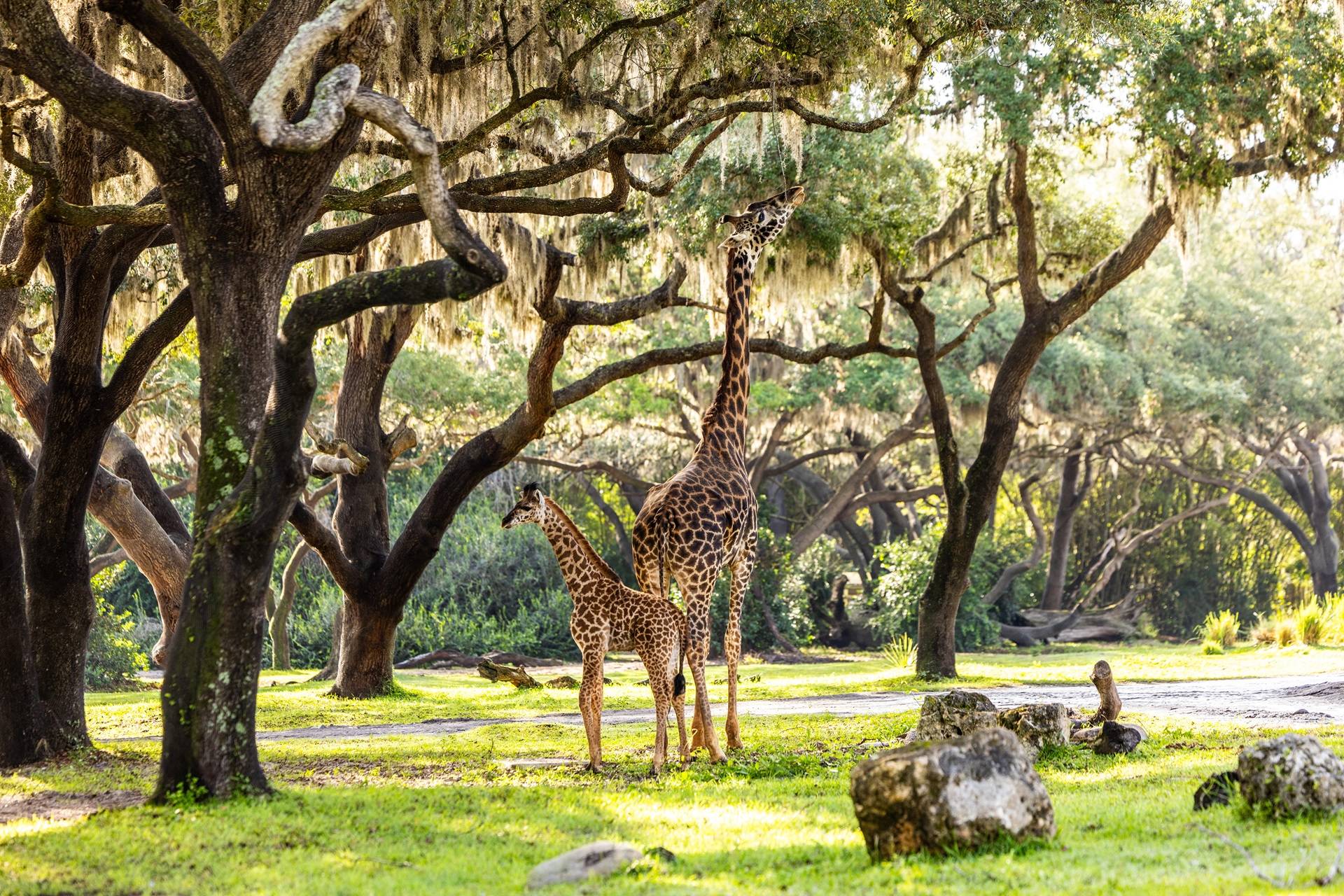 First Look: Baby Giraffe Ivy on the Kilimanjaro Safaris Savanna