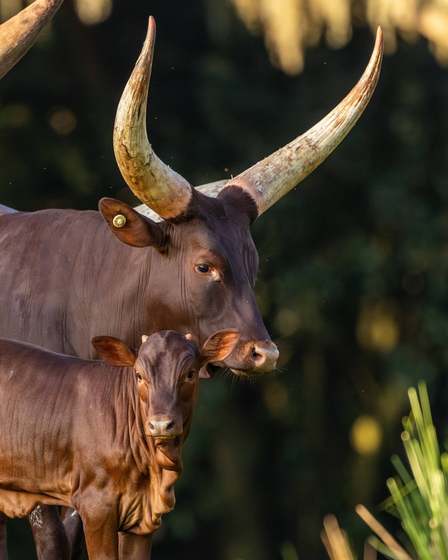Cinnamon the Ankole Calf — Disney's Animal Kingdom's Newest Resident