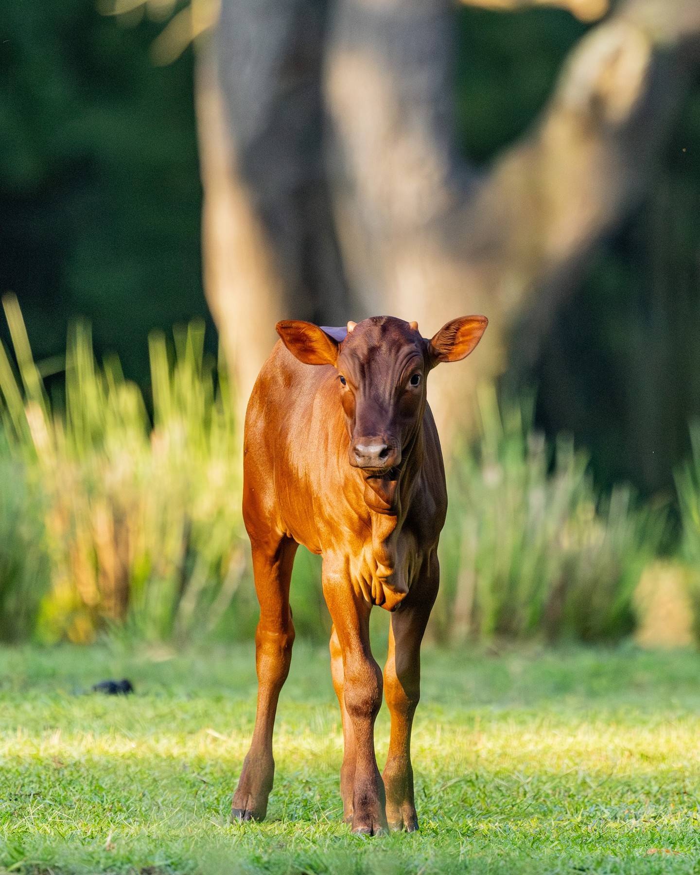 Cinnamon the Ankole Calf — Disney's Animal Kingdom's Newest Resident