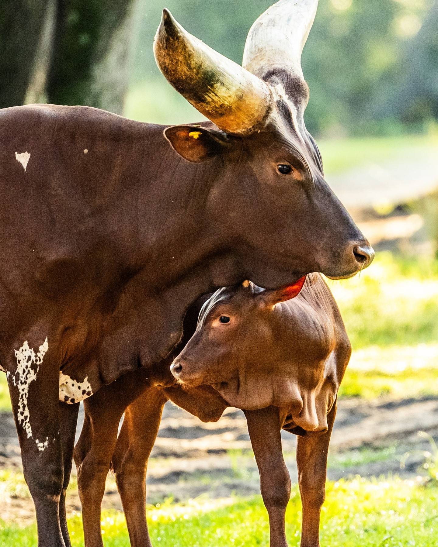 Cinnamon the Ankole Calf — Disney's Animal Kingdom's Newest Resident