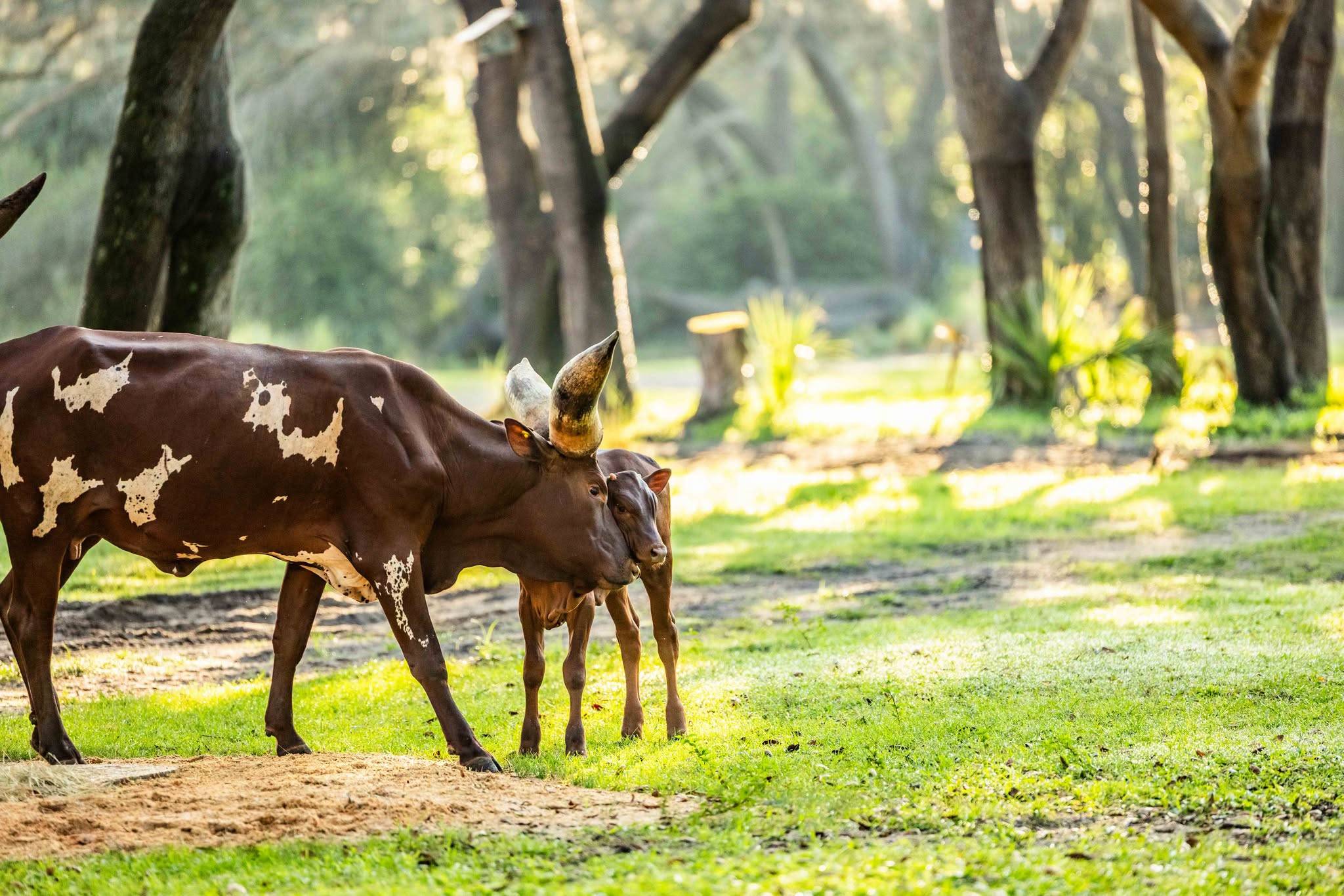 Cinnamon the Ankole Calf — Disney's Animal Kingdom's Newest Resident