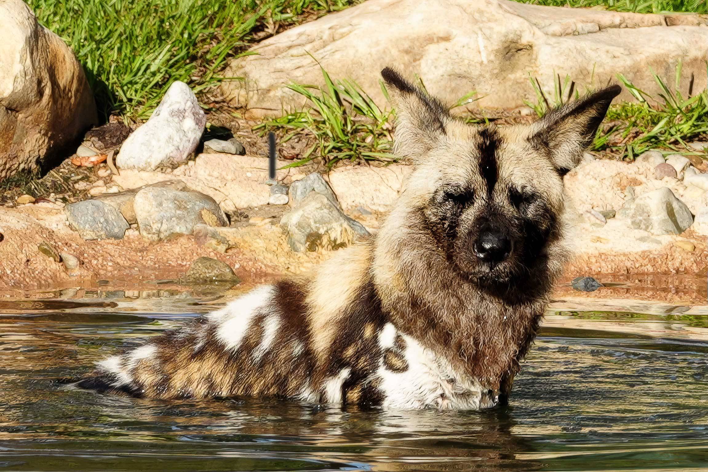 Meet Prospect: Animal Kingdom's New African Painted Dog