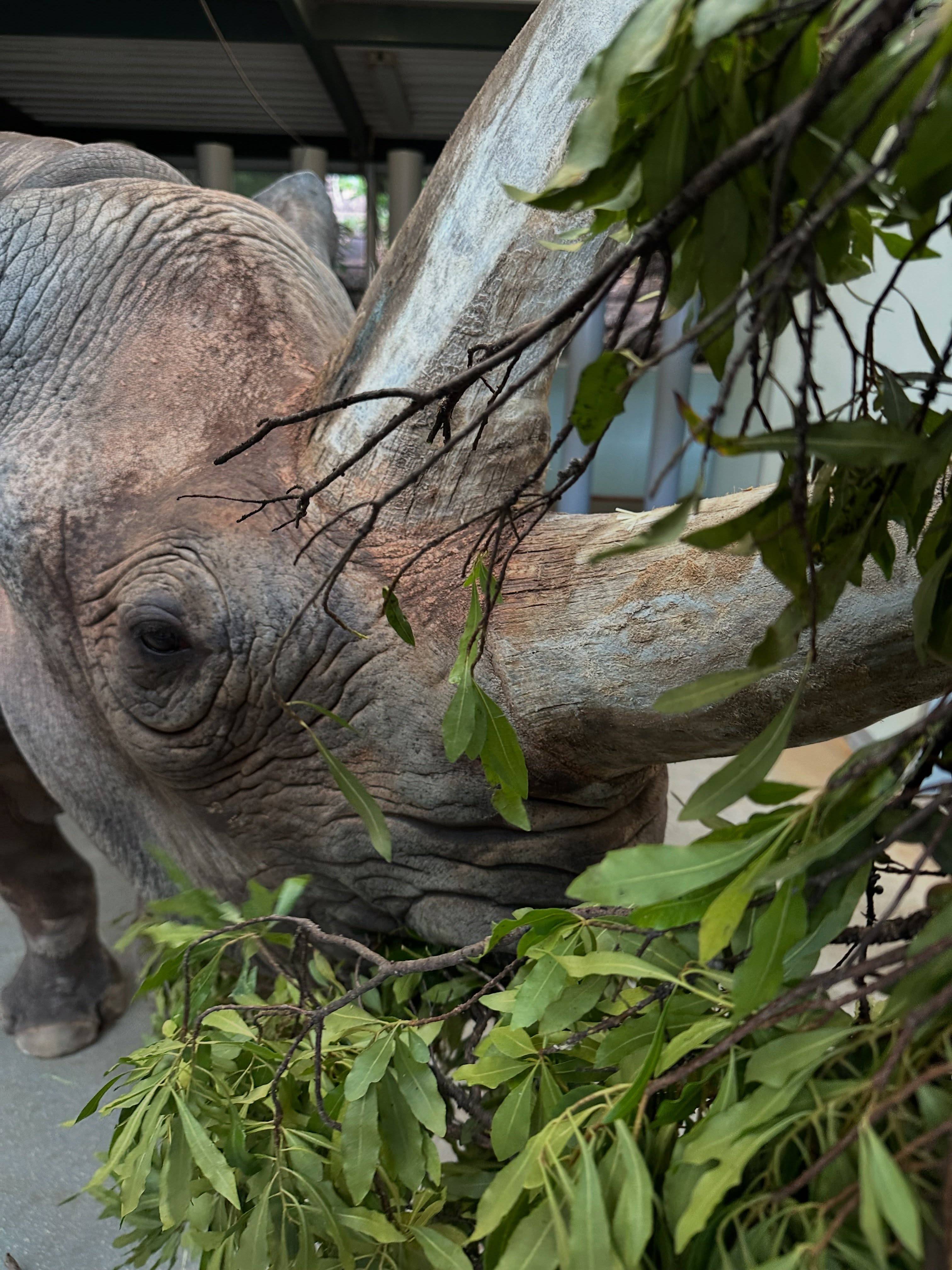 Meet Timu: Disney's Newest Rhino